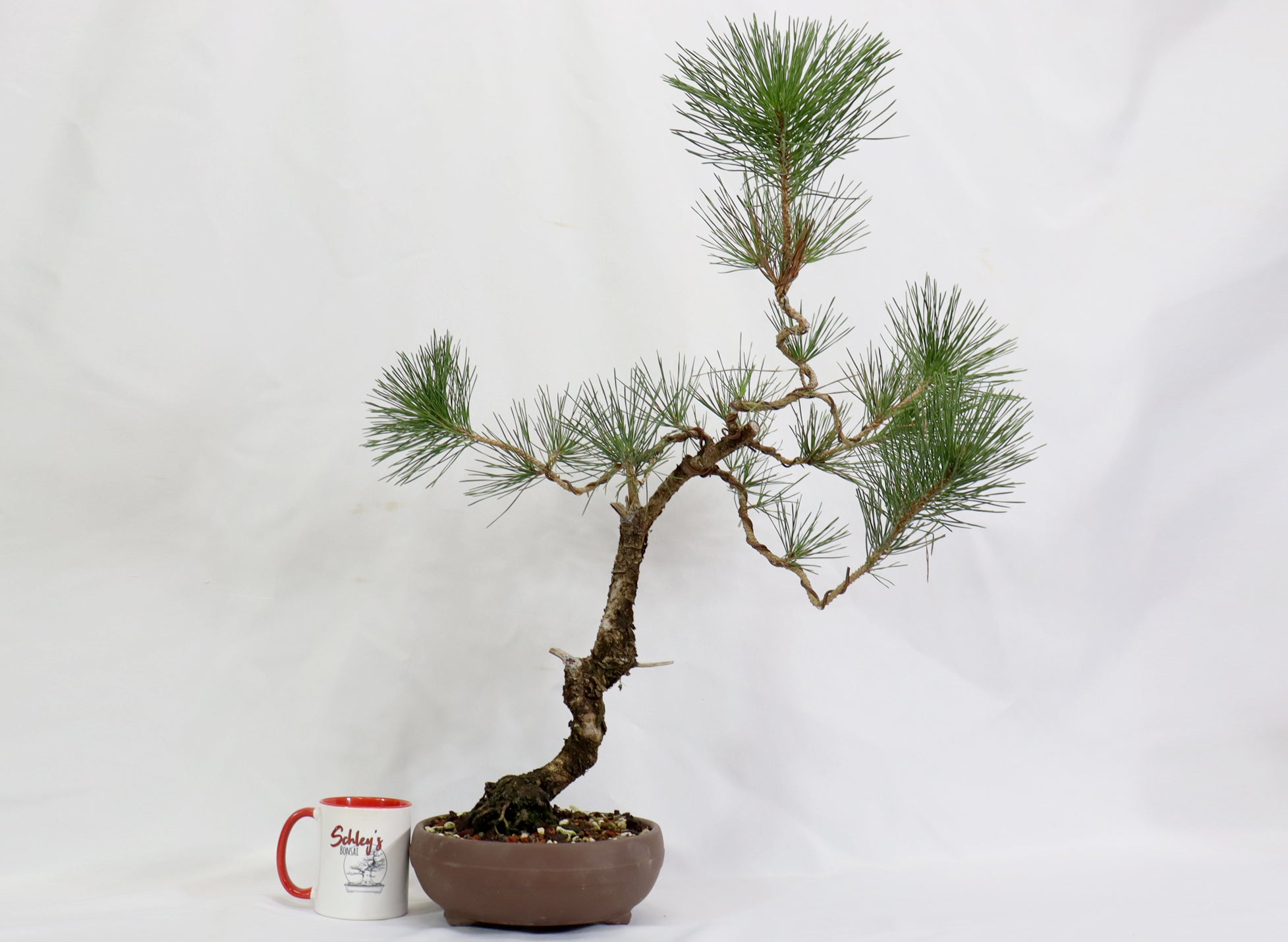 Japanese Black Pine in a Round Unglazed Container