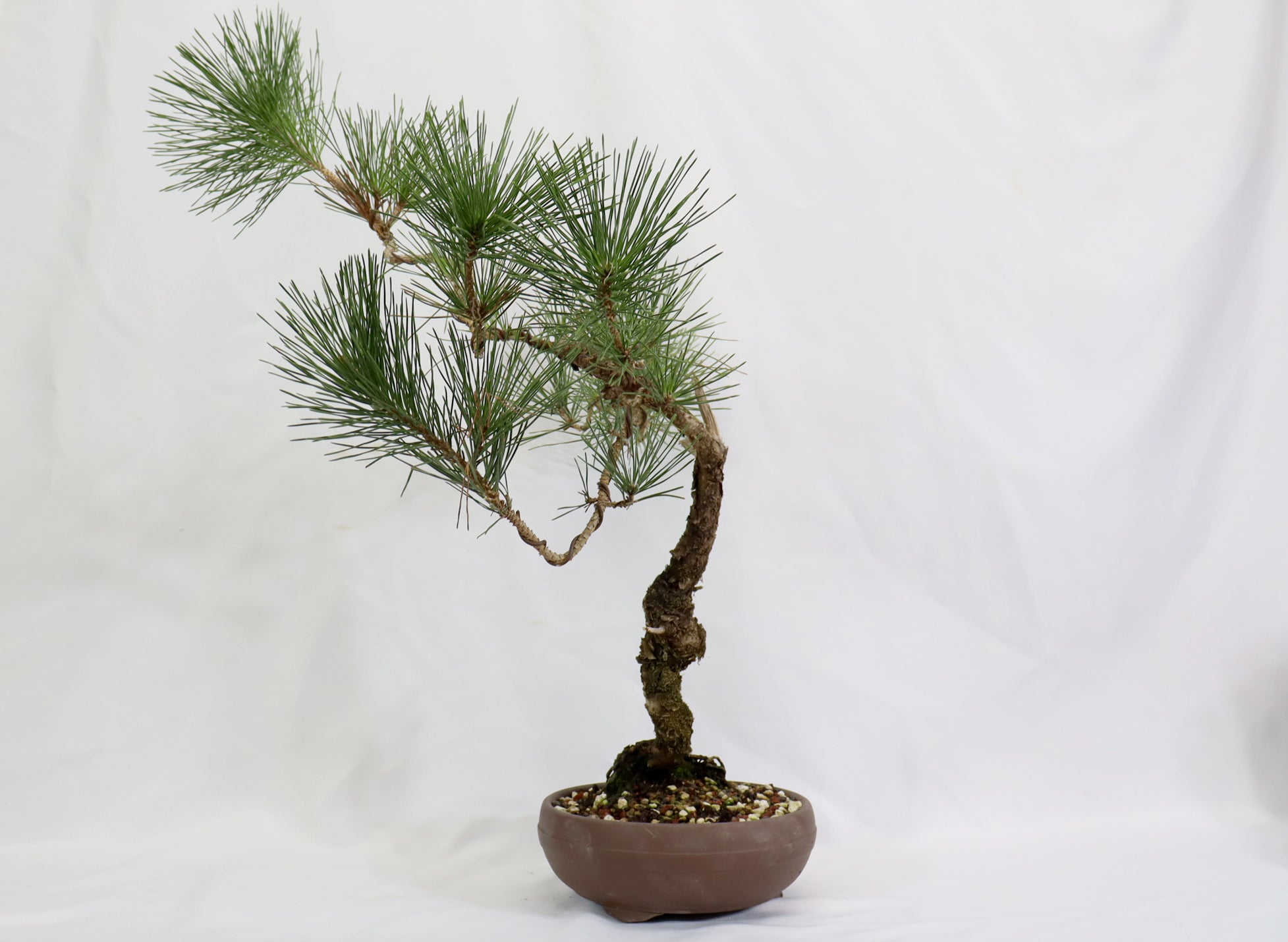 Japanese Black Pine in a Round Unglazed Container