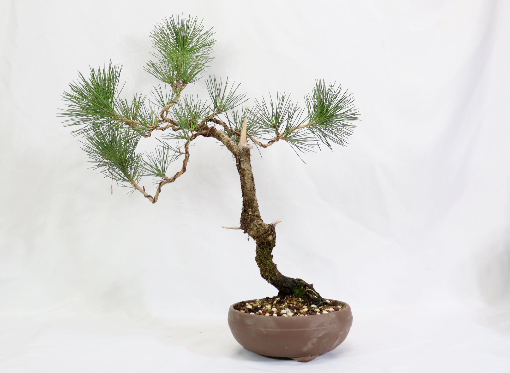 Japanese Black Pine in a Round Unglazed Container