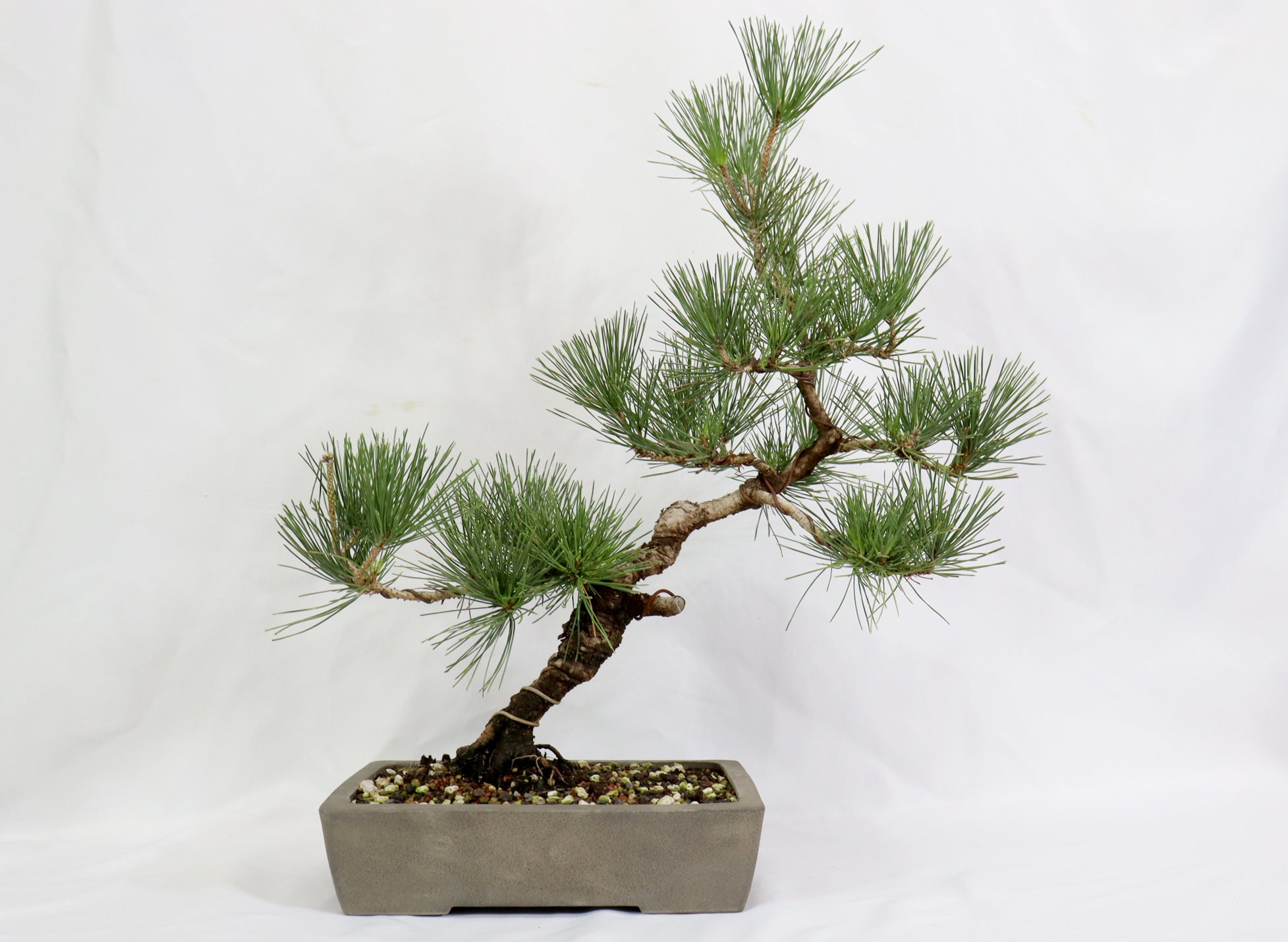 Japanese Black Pine in a japanese  Unglazed Container