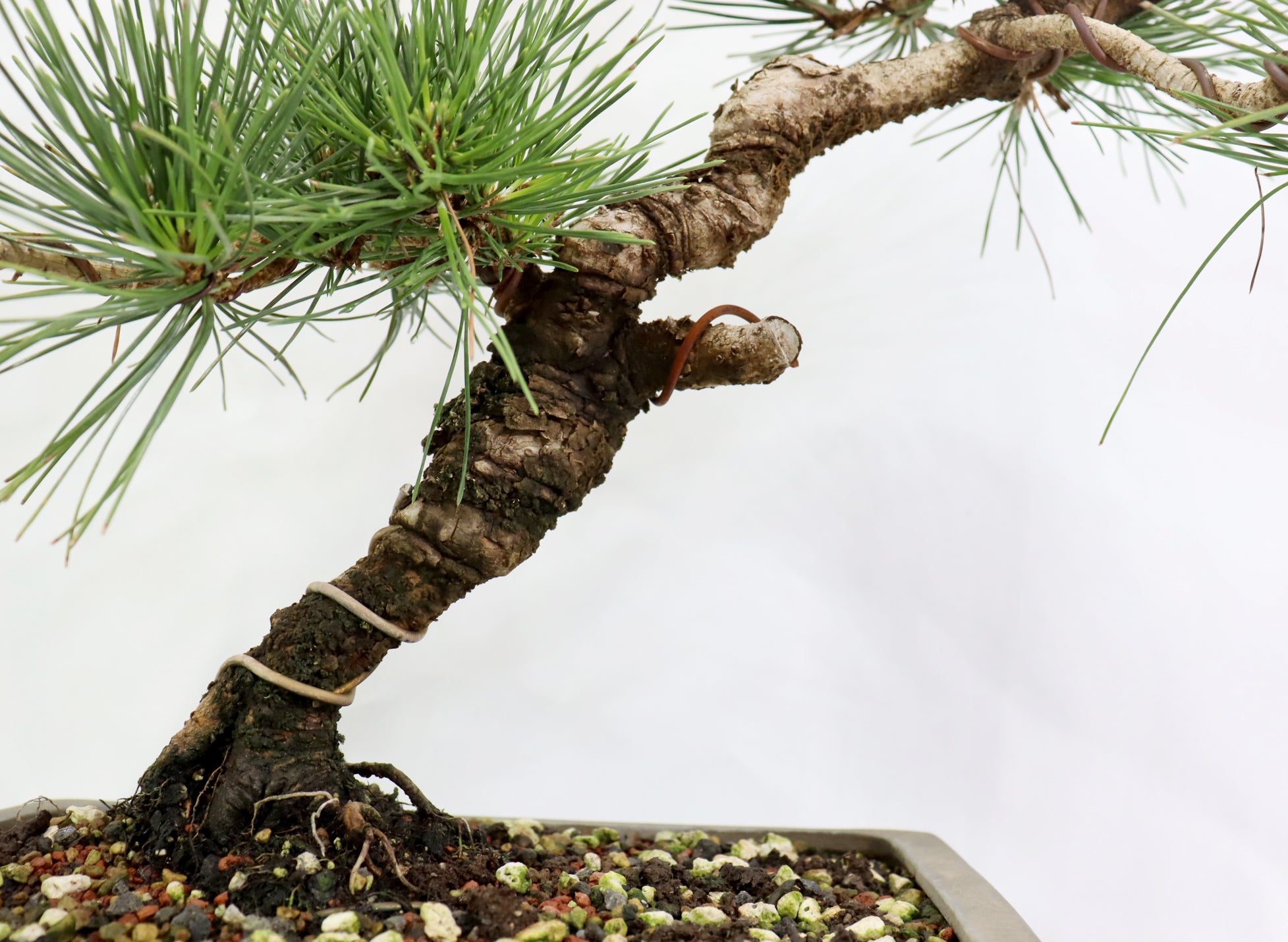 Japanese Black Pine in a japanese  Unglazed Container