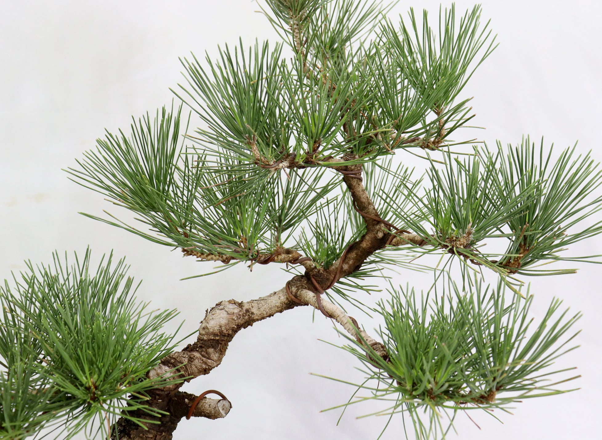 Japanese Black Pine in a japanese  Unglazed Container
