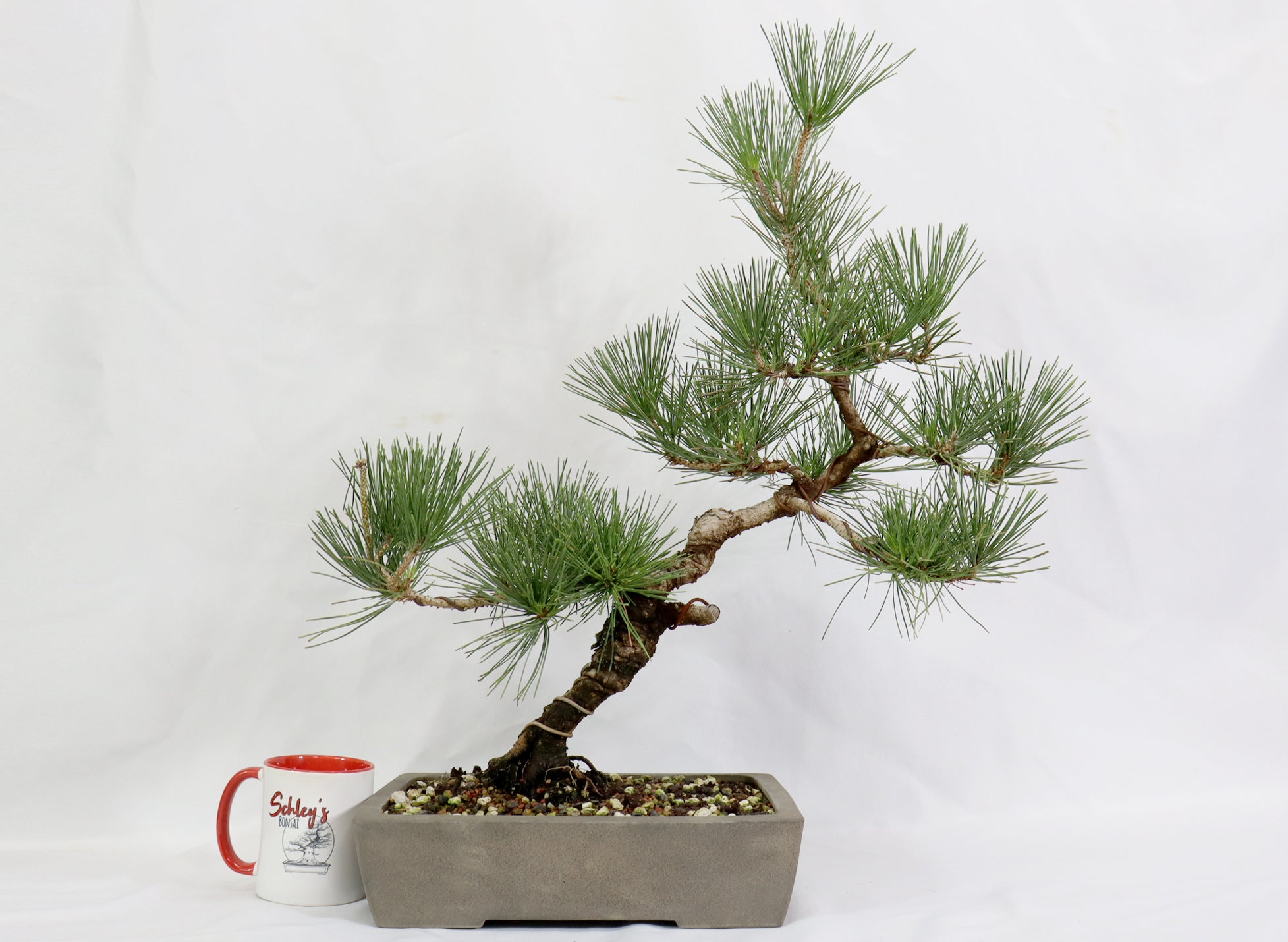 Japanese Black Pine in a japanese  Unglazed Container