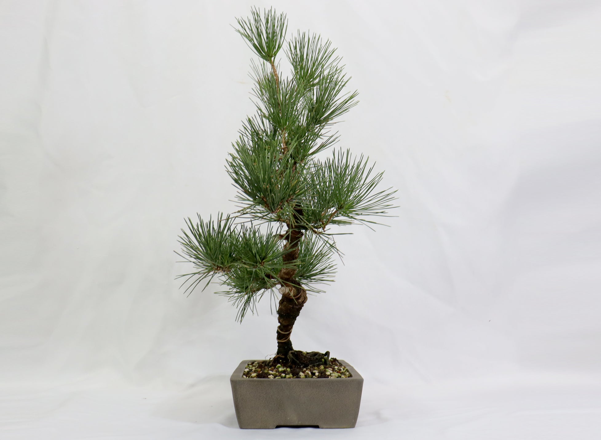Japanese Black Pine in a japanese  Unglazed Container