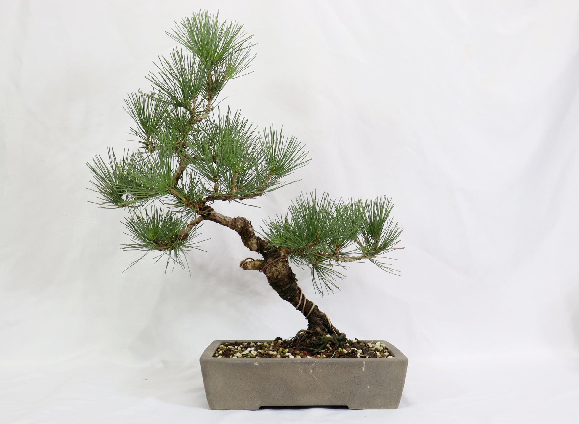 Japanese Black Pine in a japanese  Unglazed Container