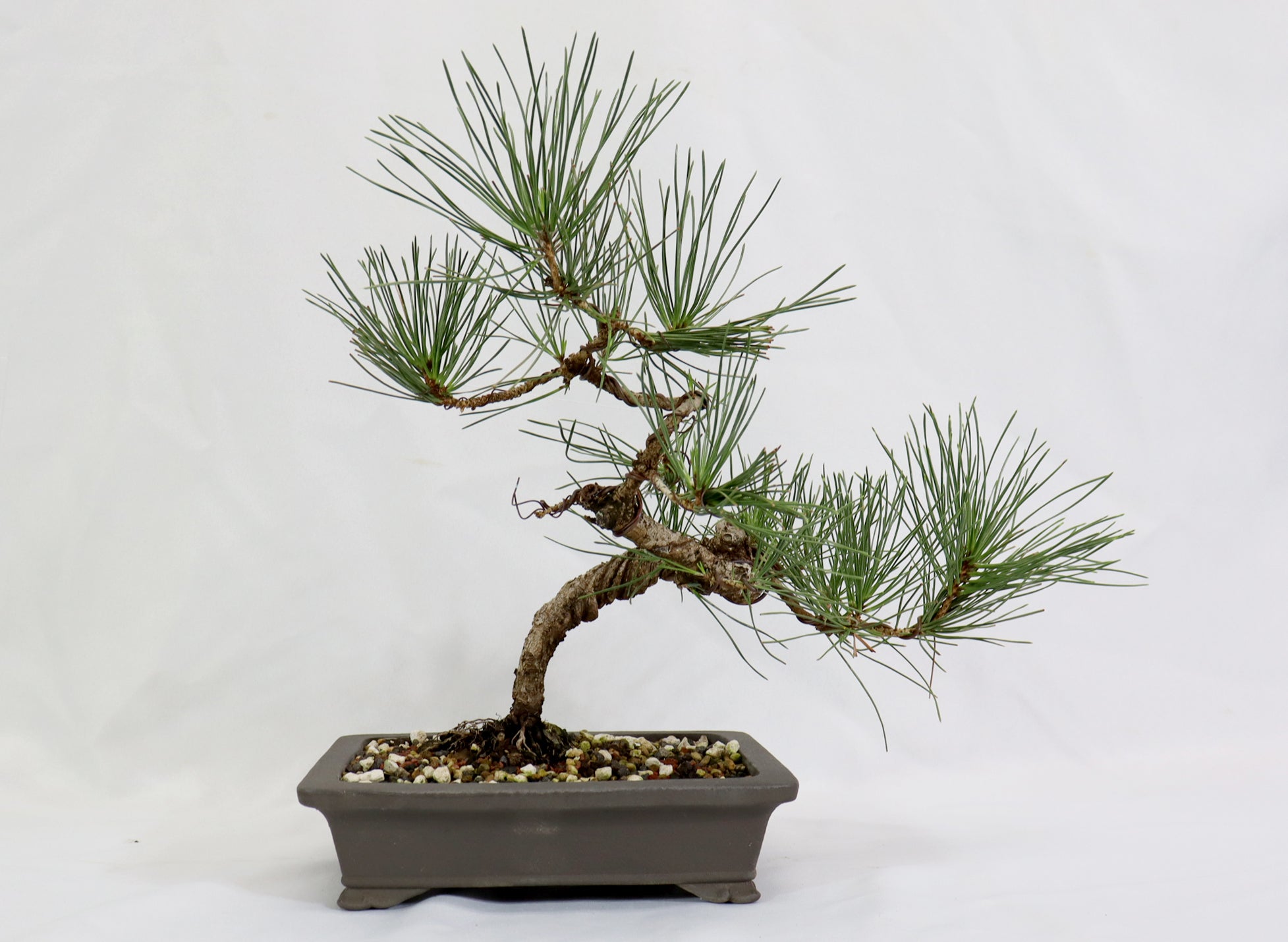 Japanese Black Pine in a Japanese Unglazed Container
