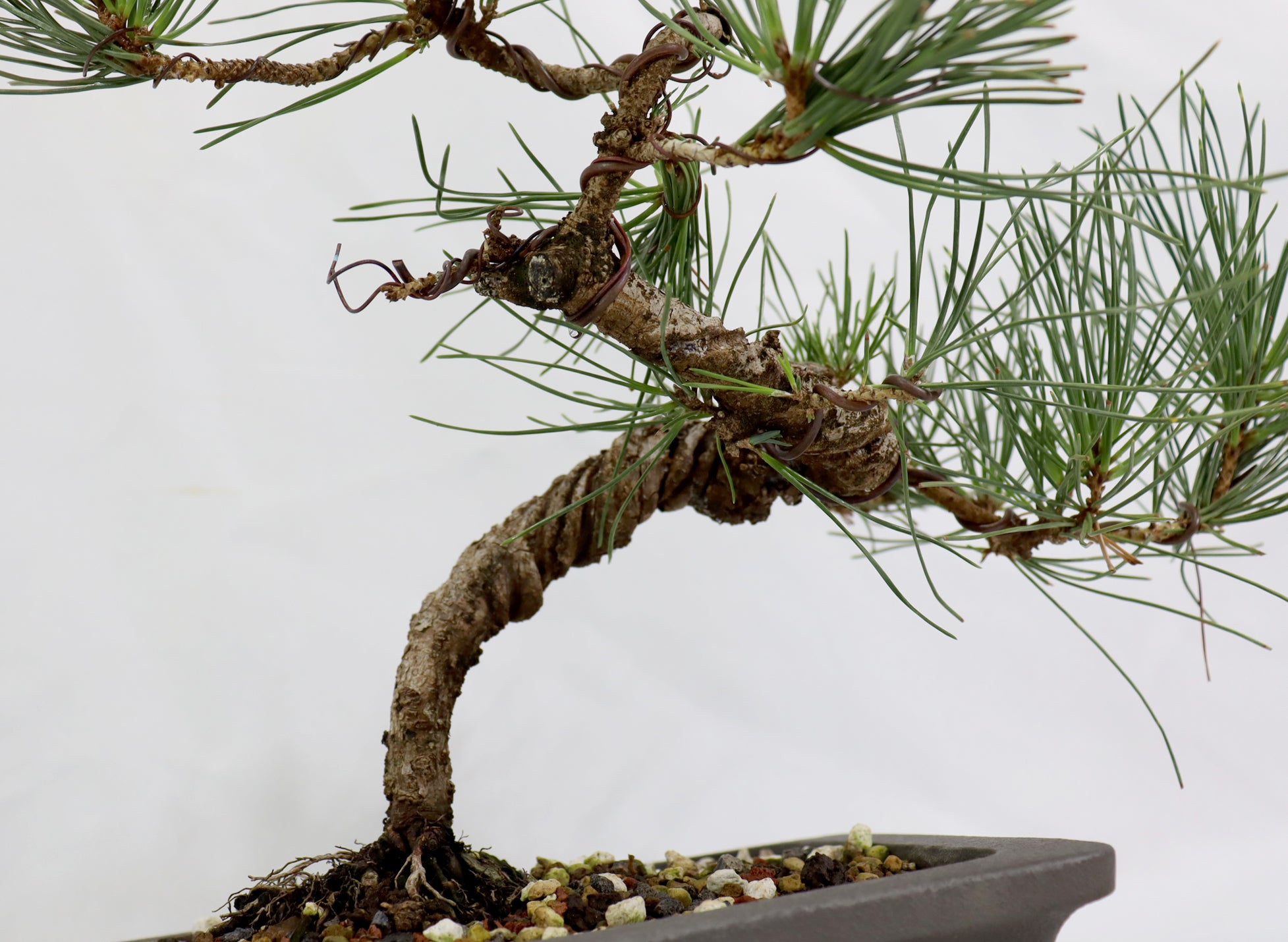 Japanese Black Pine in a Japanese Unglazed Container
