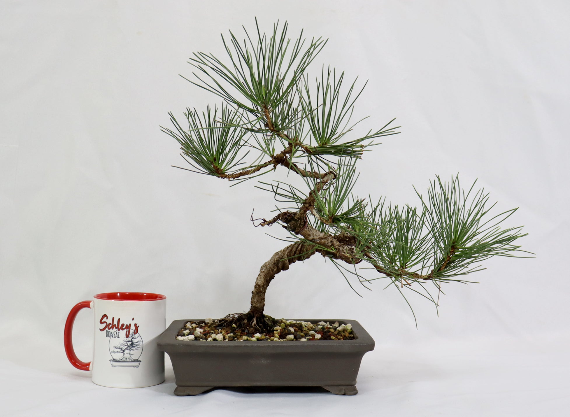 Japanese Black Pine in a Japanese Unglazed Container
