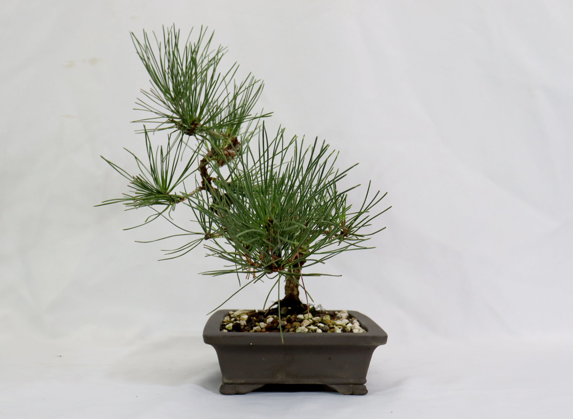 Japanese Black Pine in a Japanese Unglazed Container