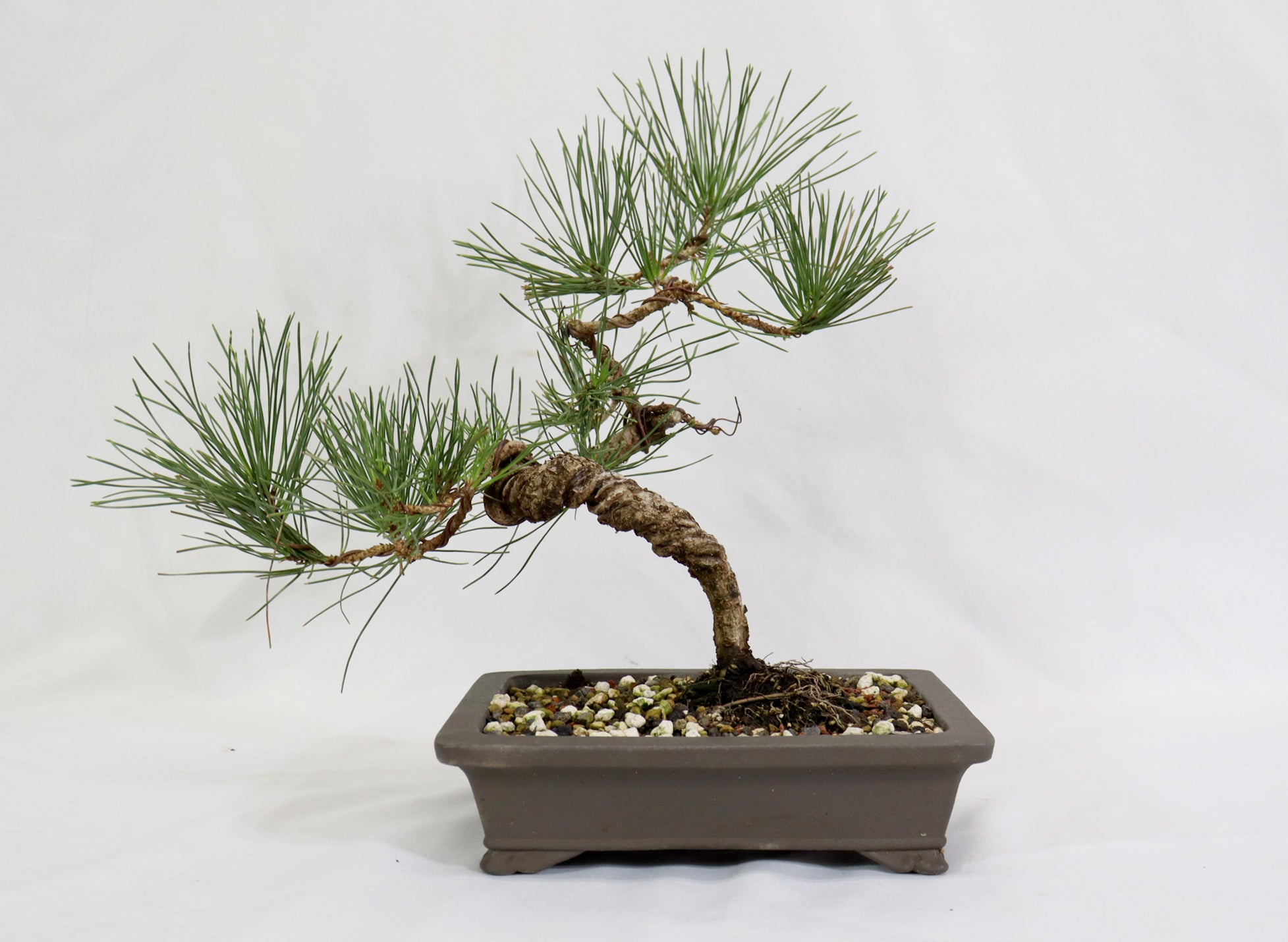 Japanese Black Pine in a Japanese Unglazed Container