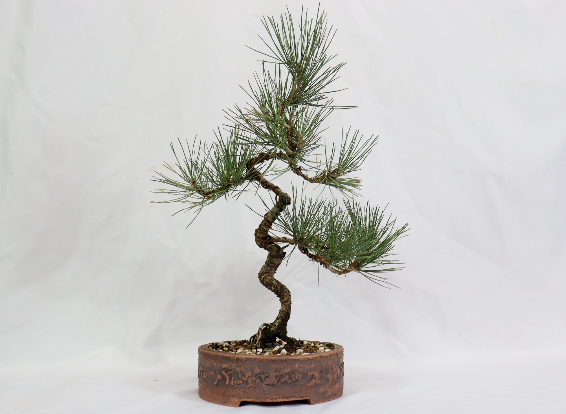 Japanese Black Pine in an Unglazed Container