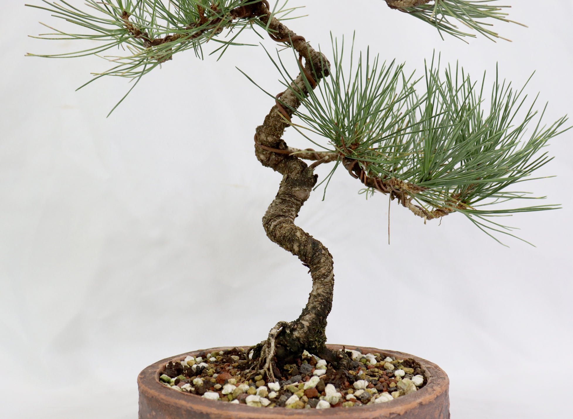 Japanese Black Pine in an Unglazed Container