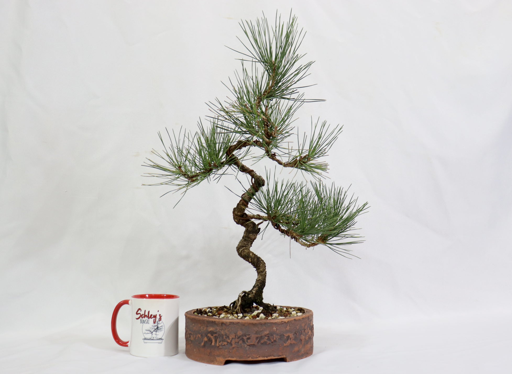Japanese Black Pine in an Unglazed Container