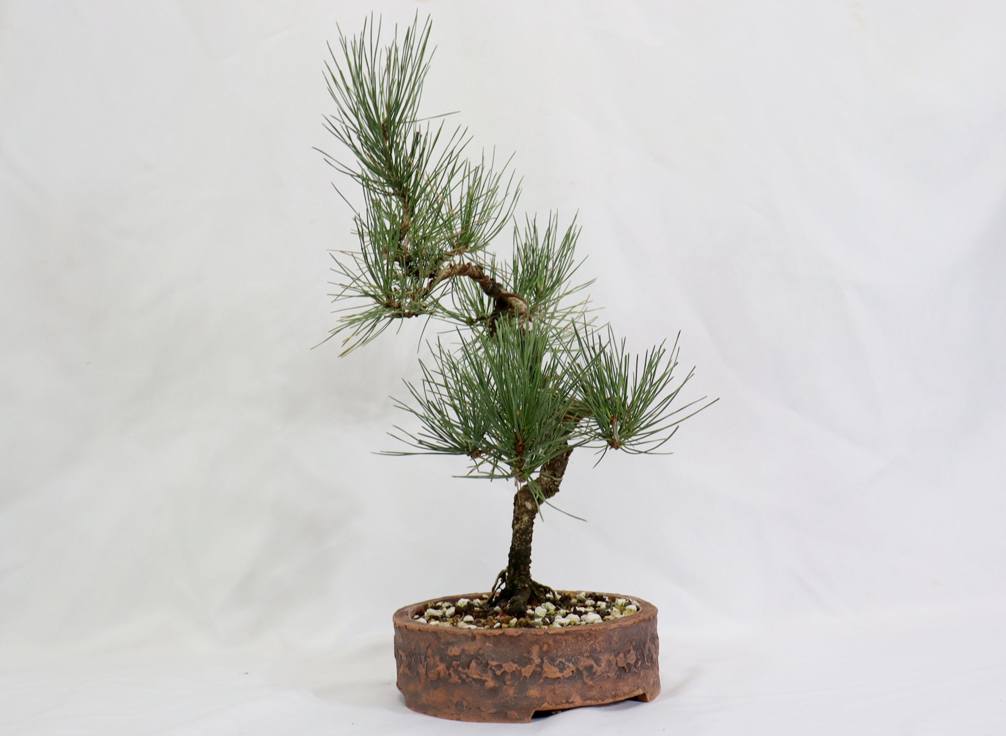 Japanese Black Pine in an Unglazed Container