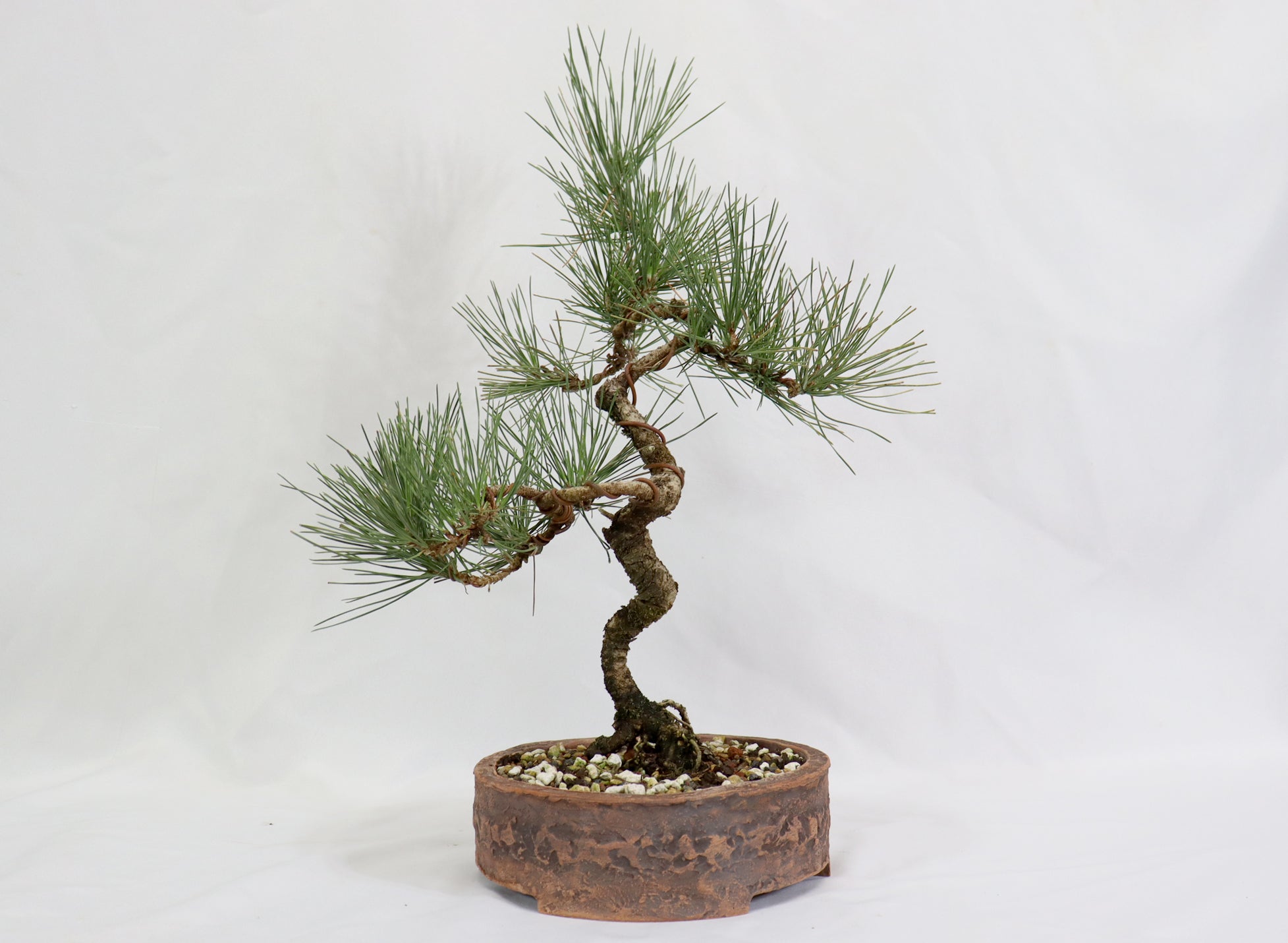 Japanese Black Pine in an Unglazed Container