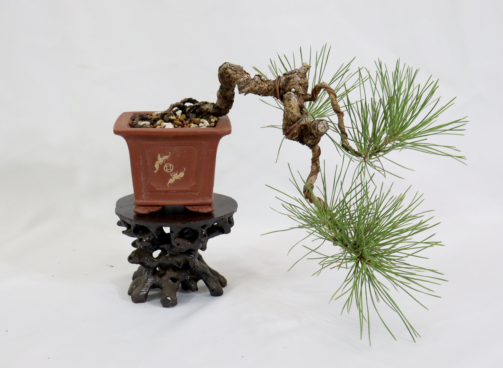 Japanese Black Pine in an Unglazed Container