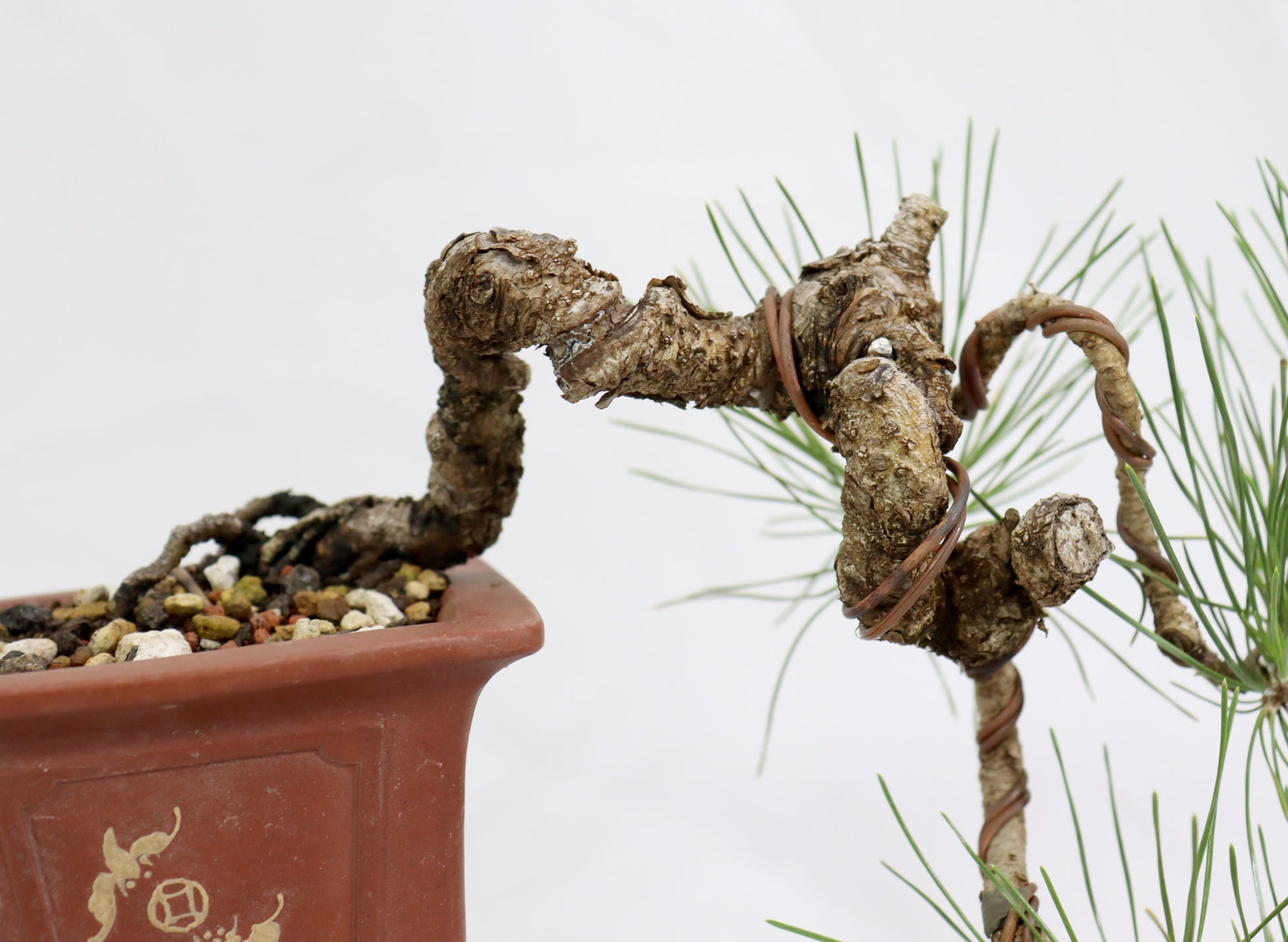 Japanese Black Pine in an Unglazed Container
