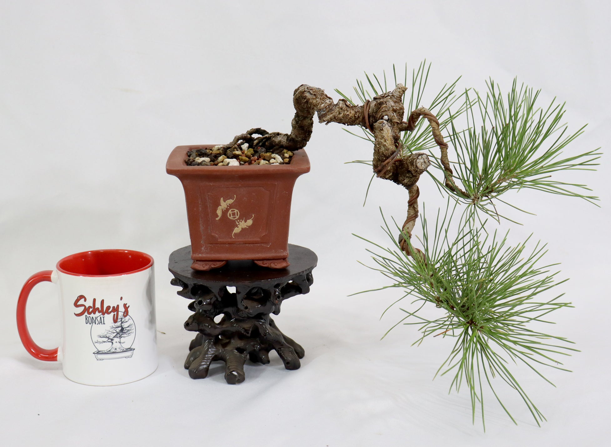 Japanese Black Pine in an Unglazed Container