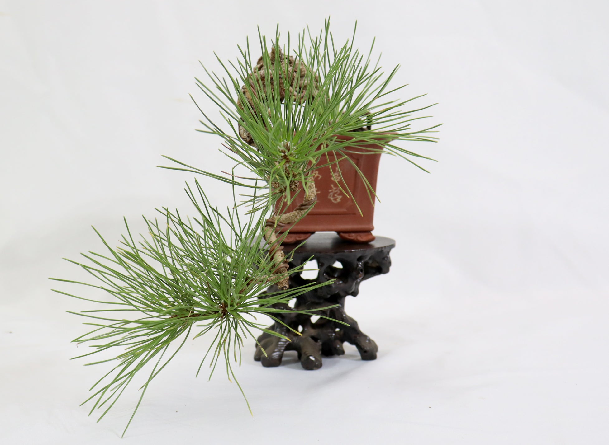 Japanese Black Pine in an Unglazed Container
