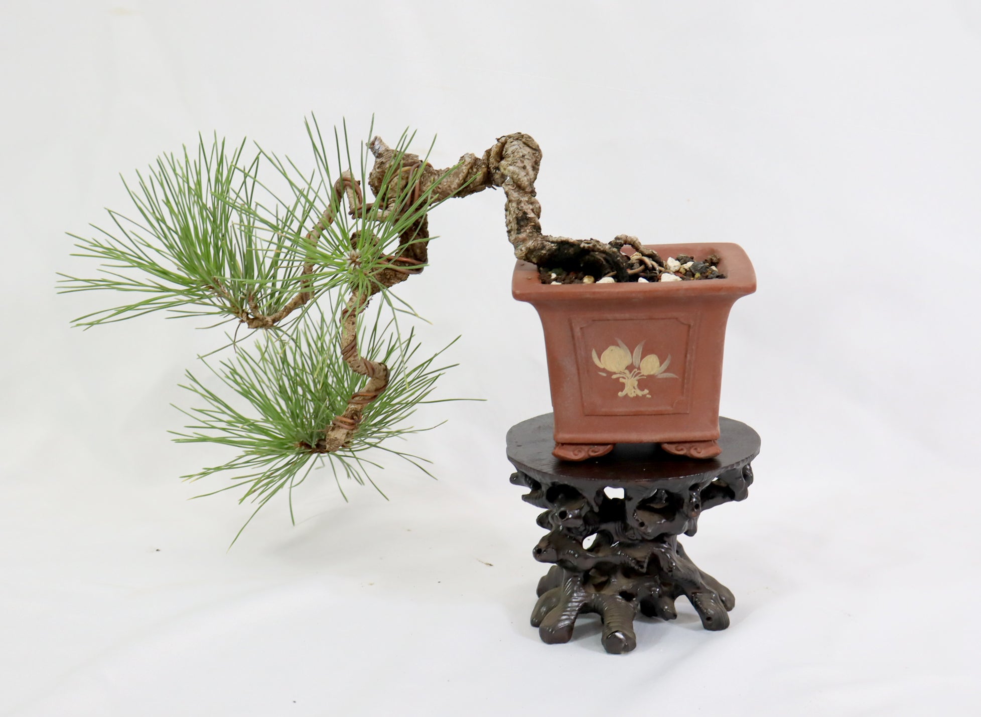 Japanese Black Pine in an Unglazed Container