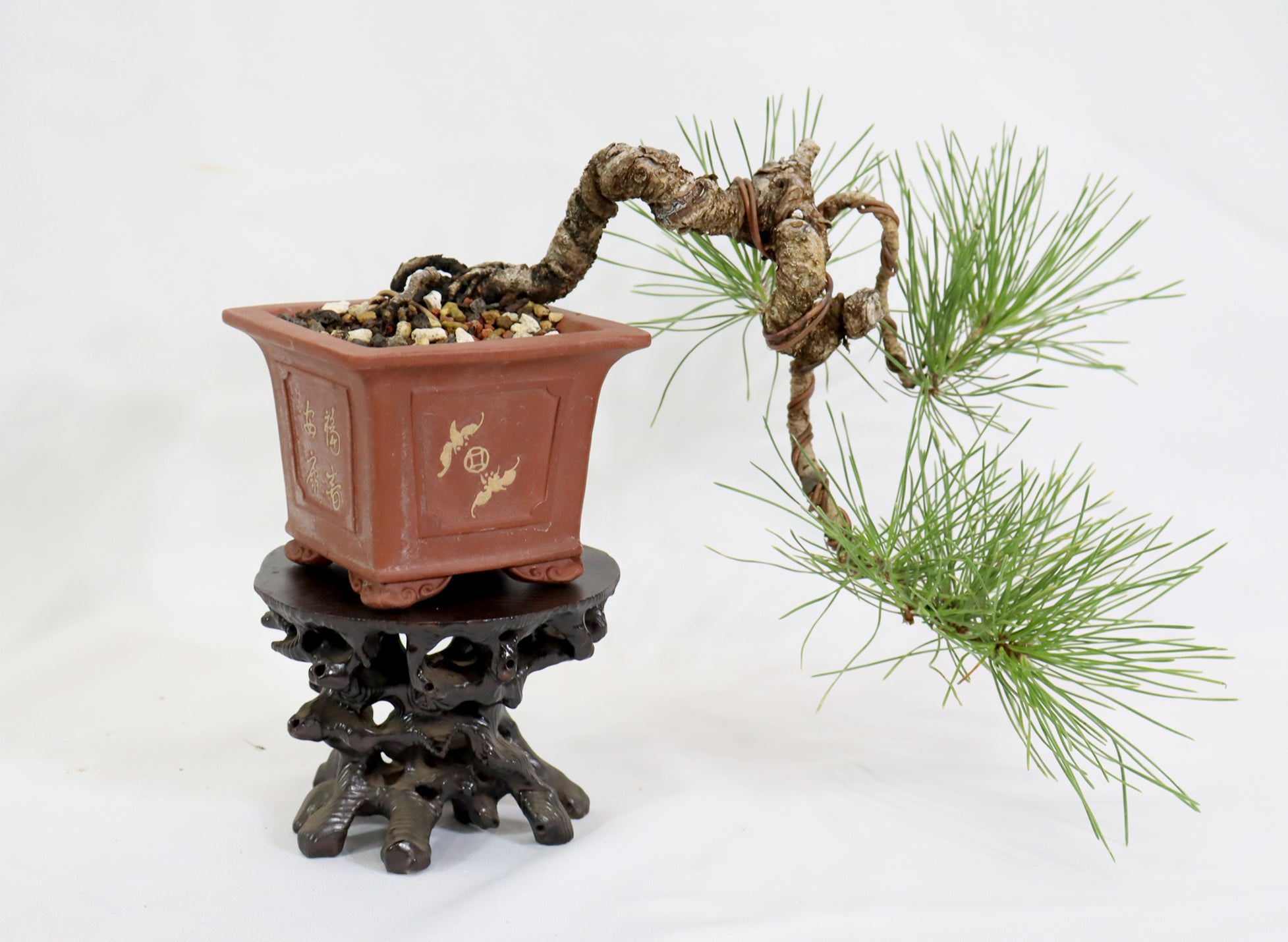 Japanese Black Pine in an Unglazed Container
