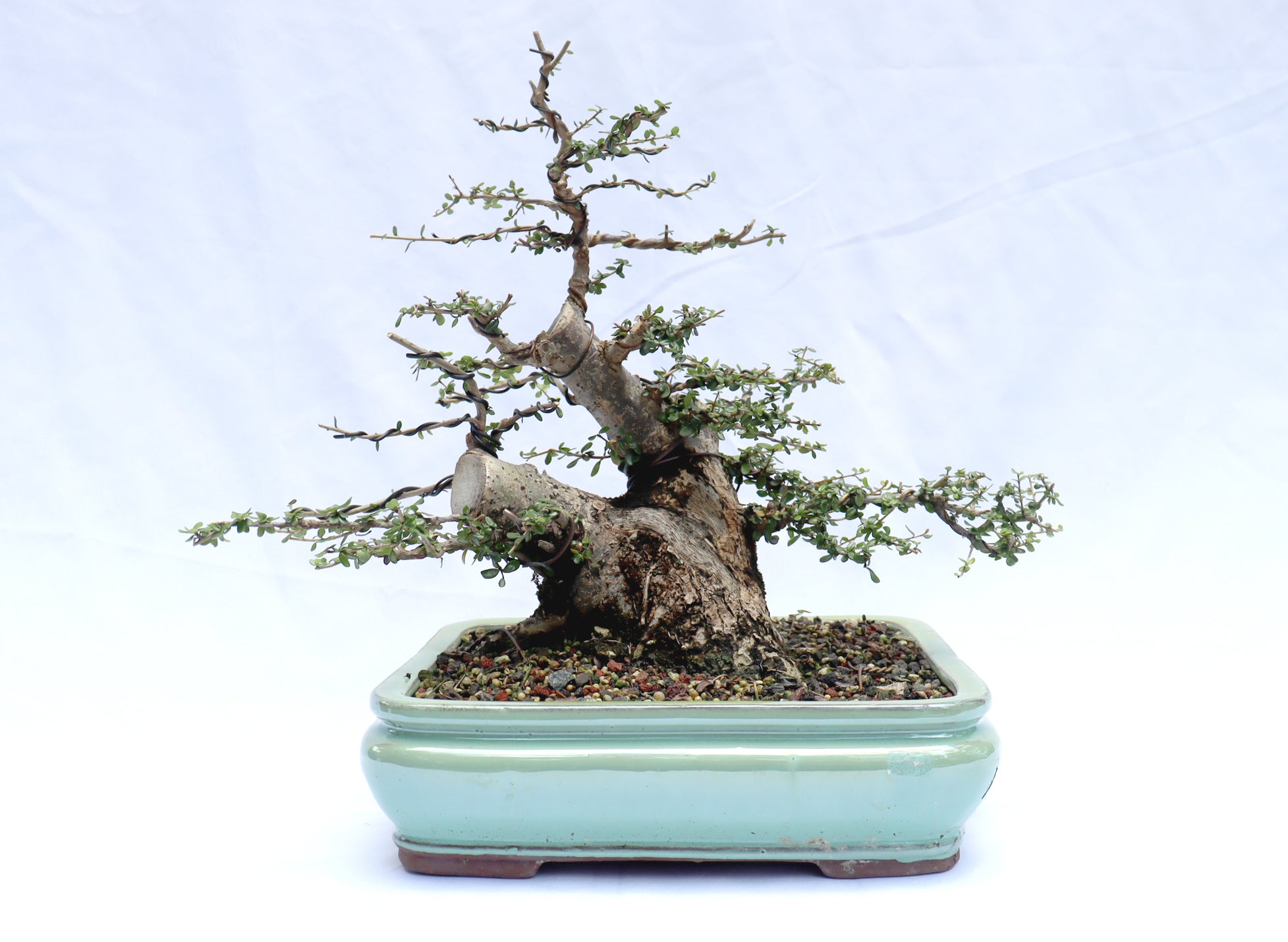 Neea Buxifolia in a Glazed Container