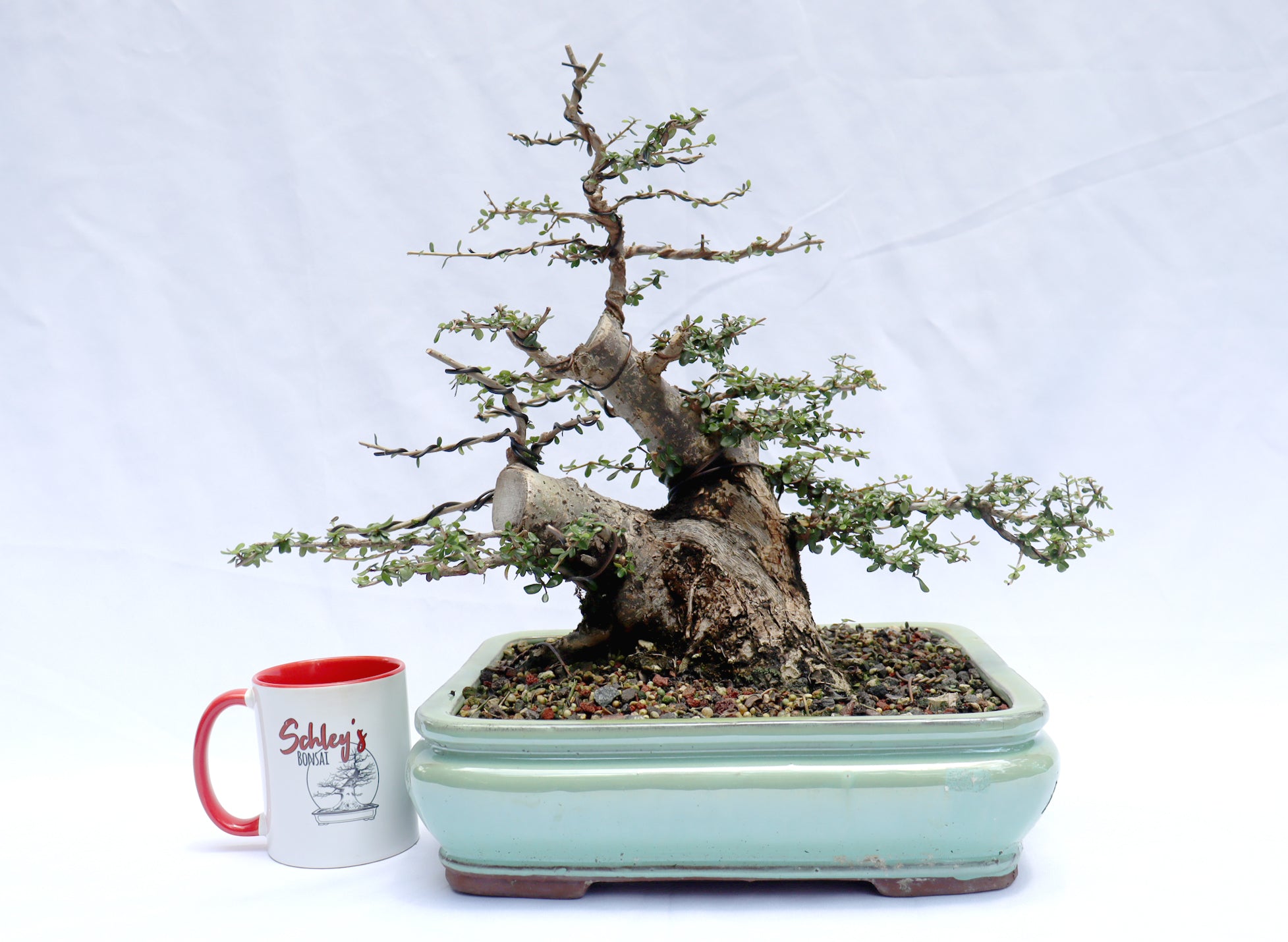 Neea Buxifolia in a Glazed Container