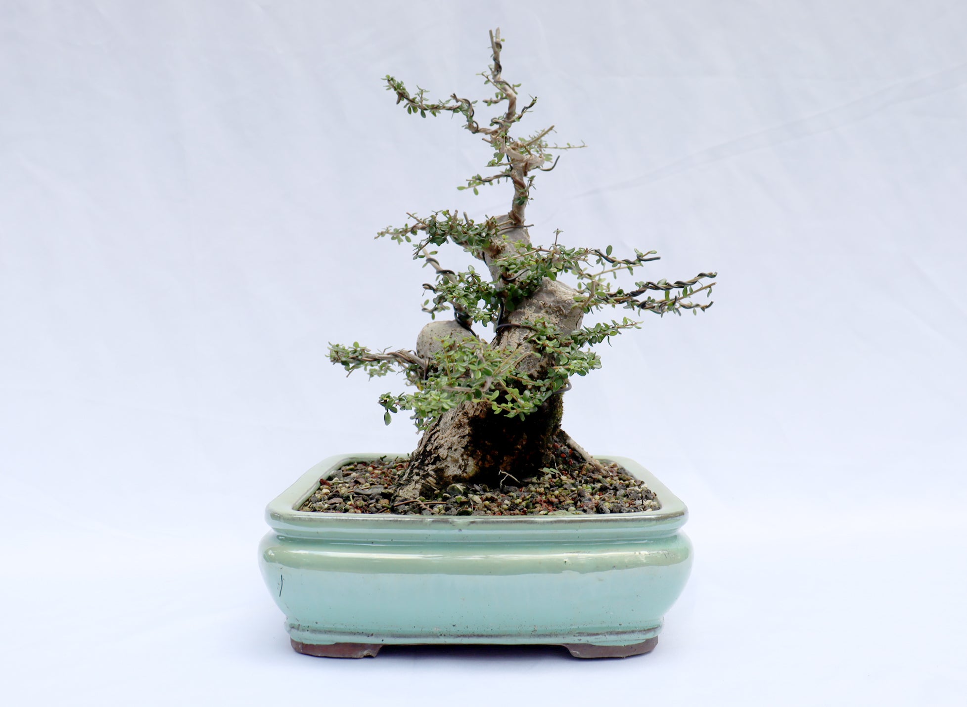 Neea Buxifolia in a Glazed Container