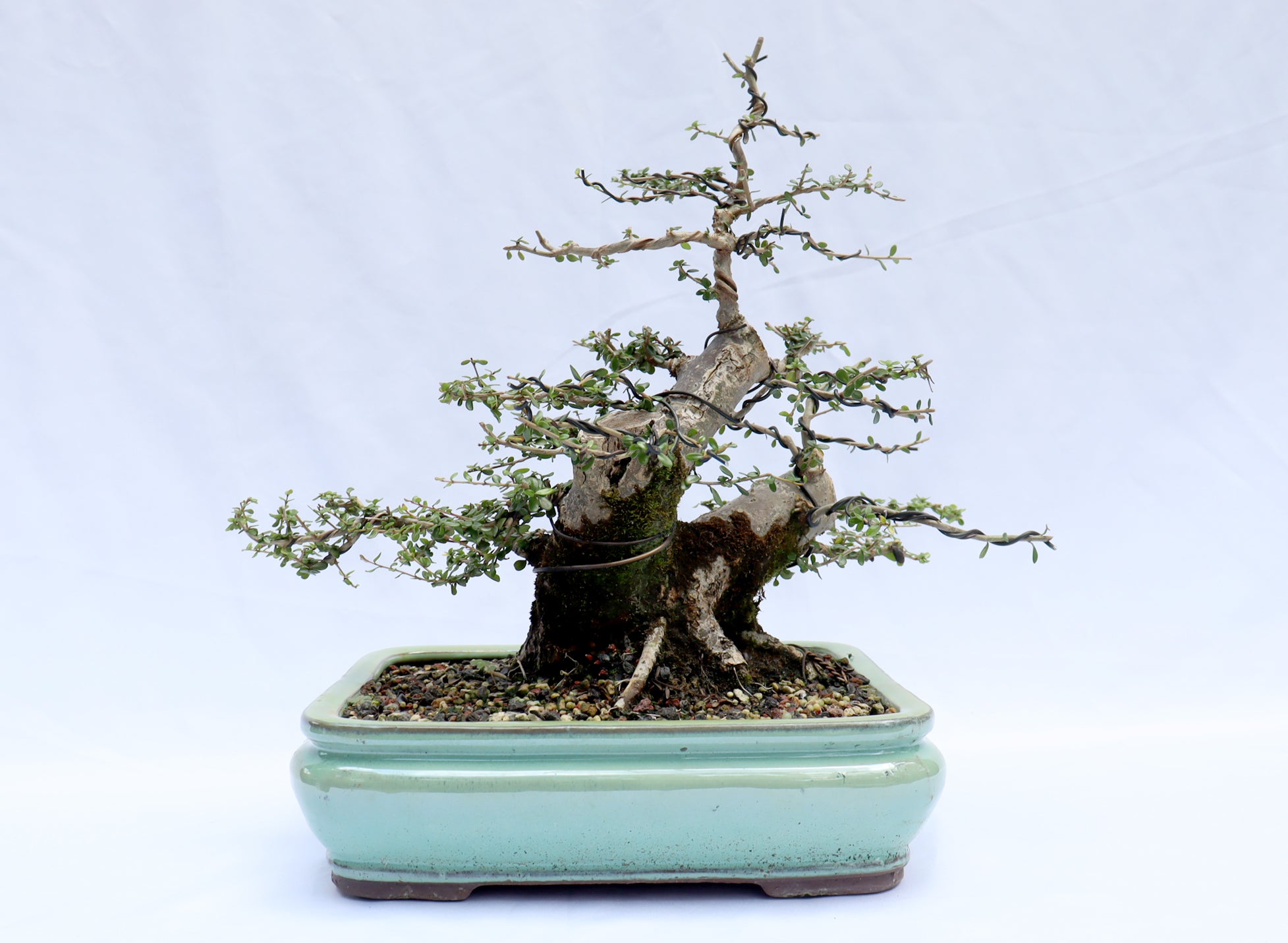 Neea Buxifolia in a Glazed Container