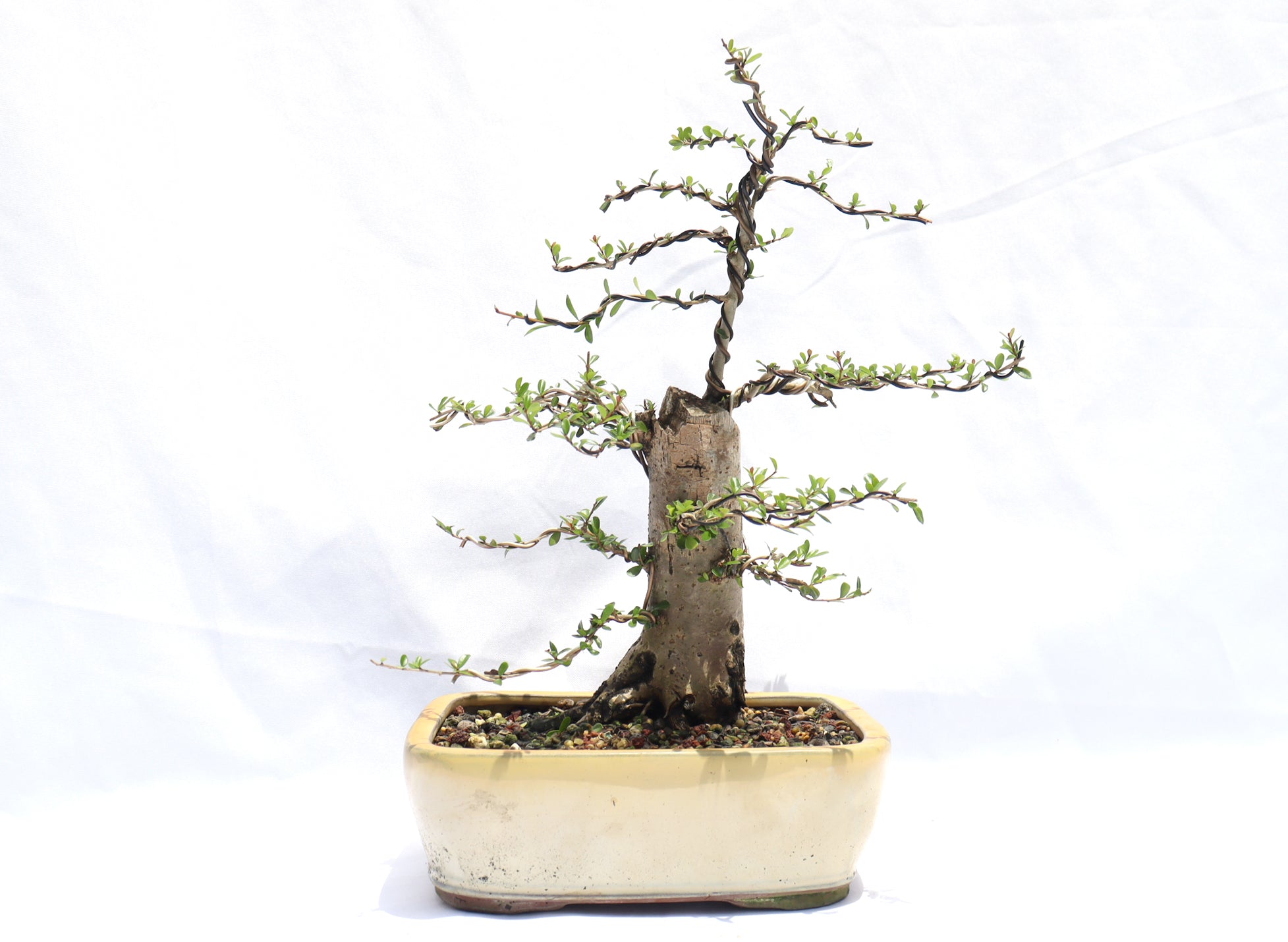 Neea Buxifolia in a Glazed Container