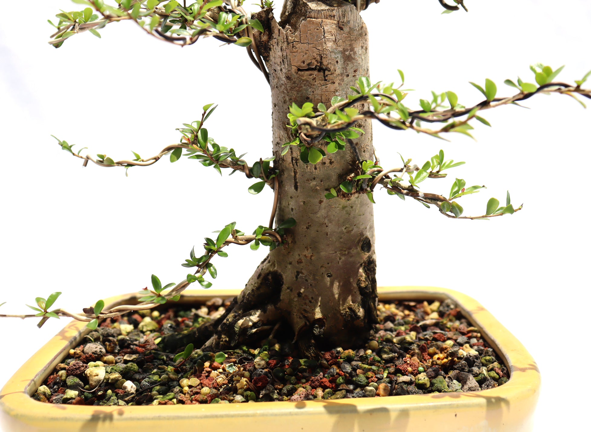 Neea Buxifolia in a Glazed Container