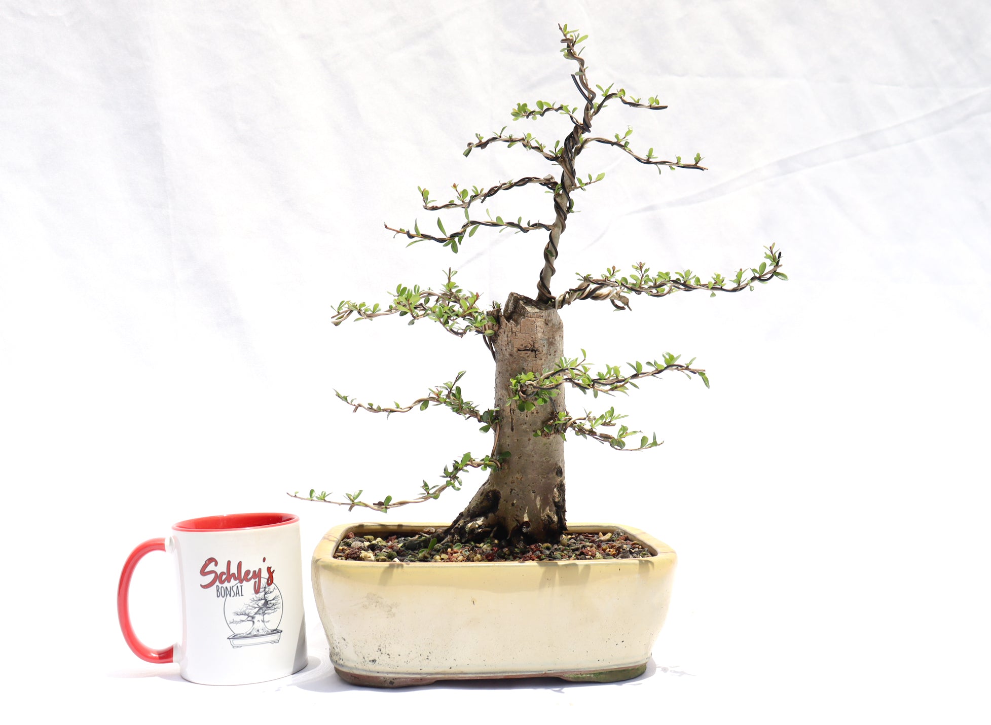 Neea Buxifolia in a Glazed Container