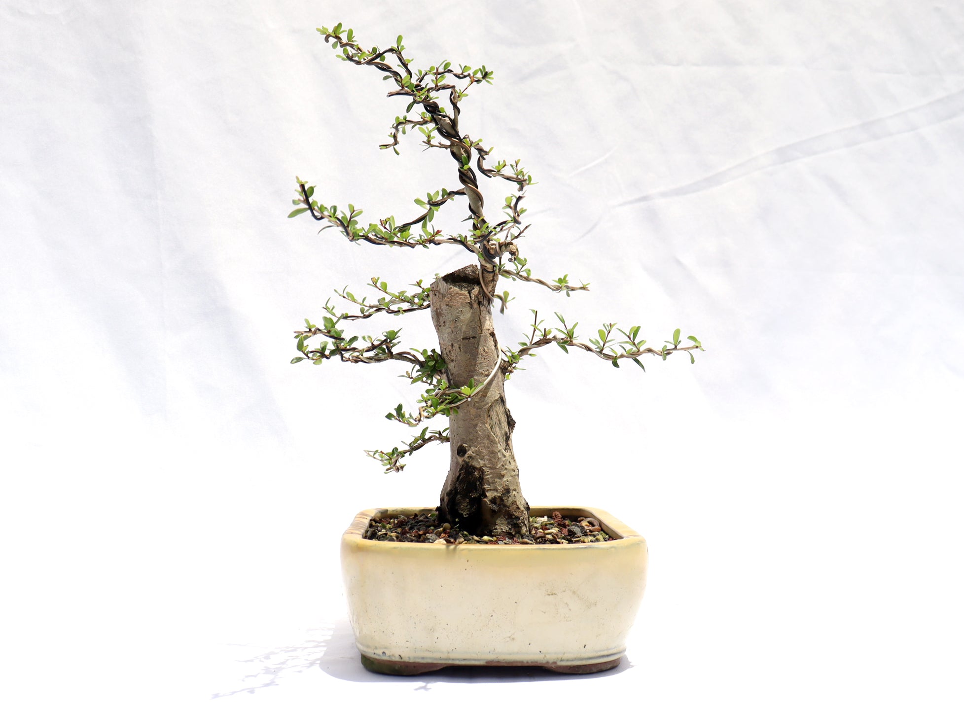 Neea Buxifolia in a Glazed Container