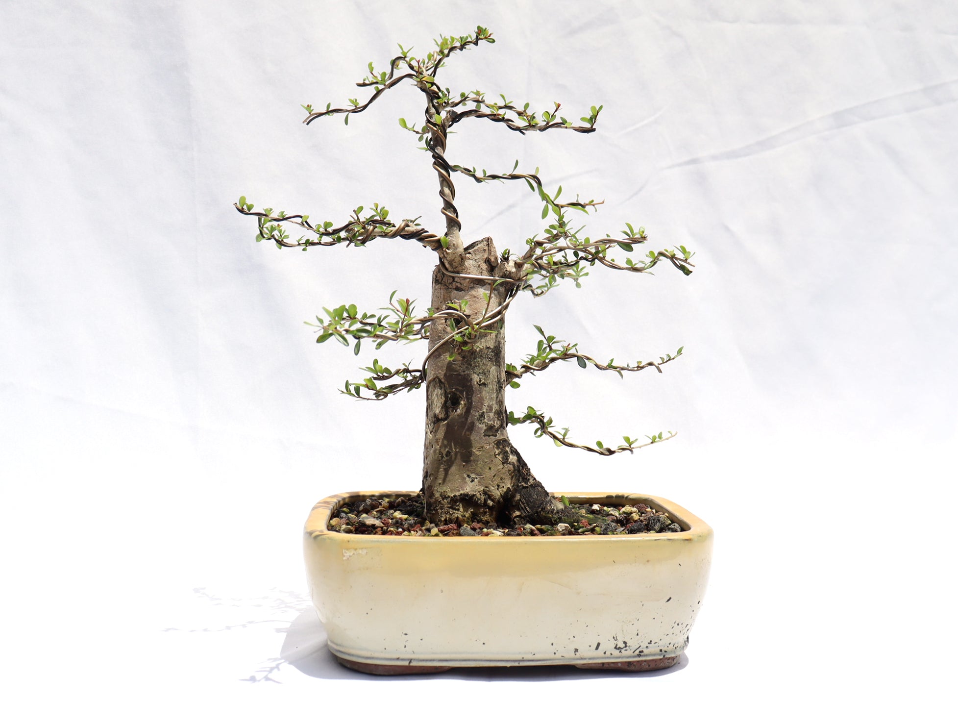 Neea Buxifolia in a Glazed Container