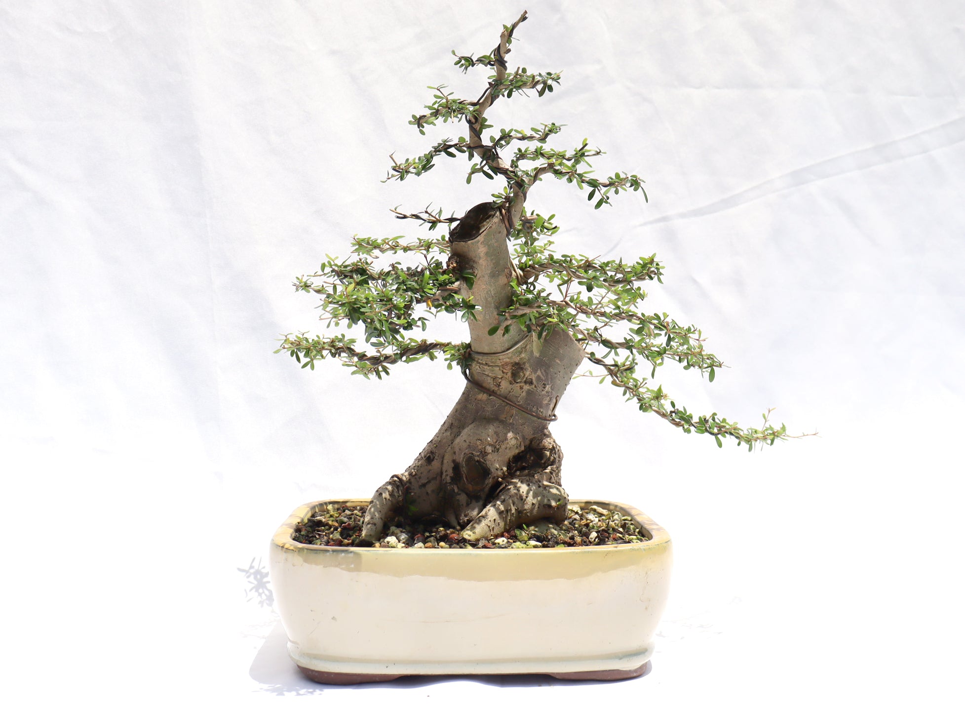 Neea Buxifolia in a Glazed Container