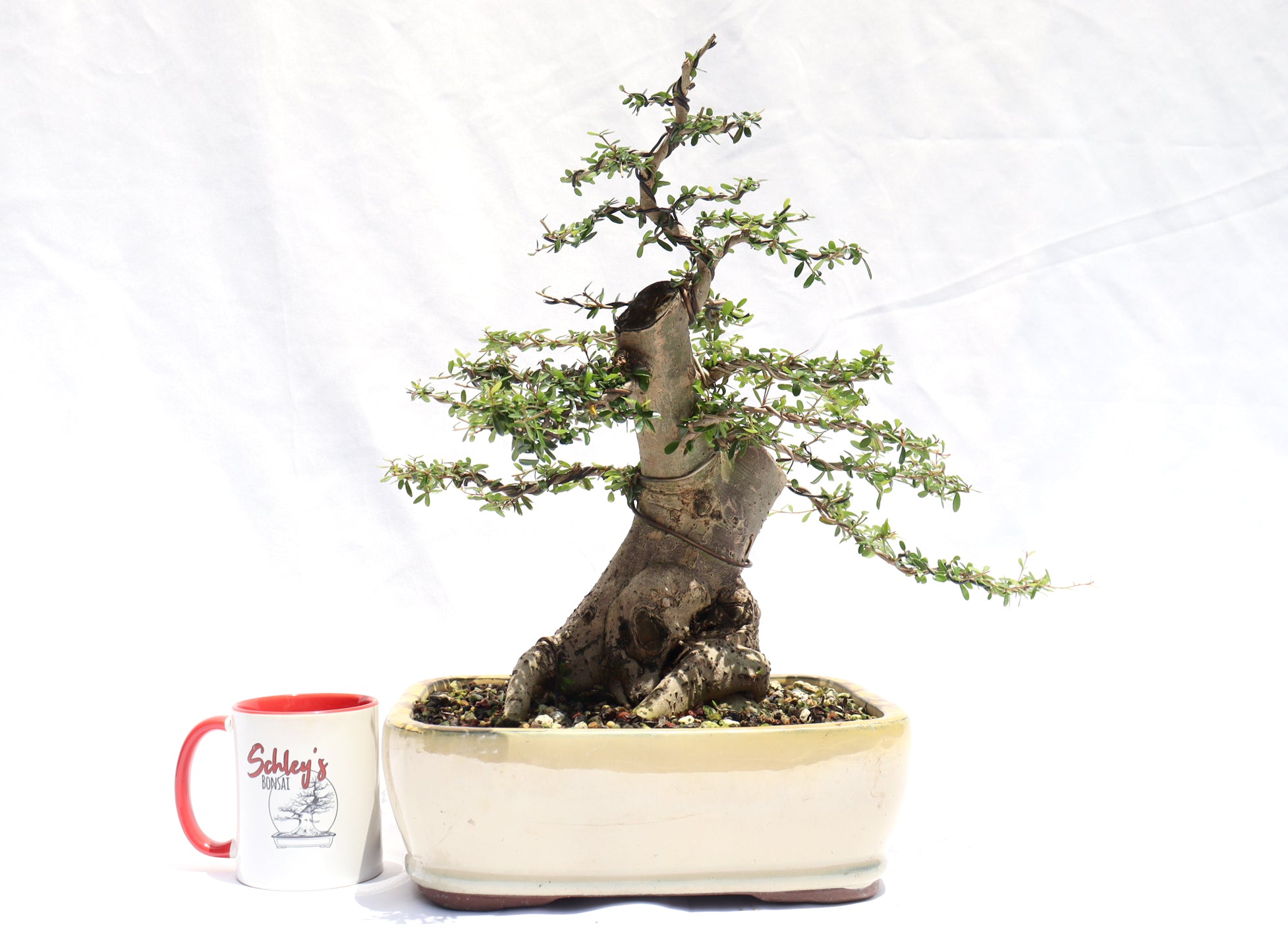 Neea Buxifolia in a Glazed Container