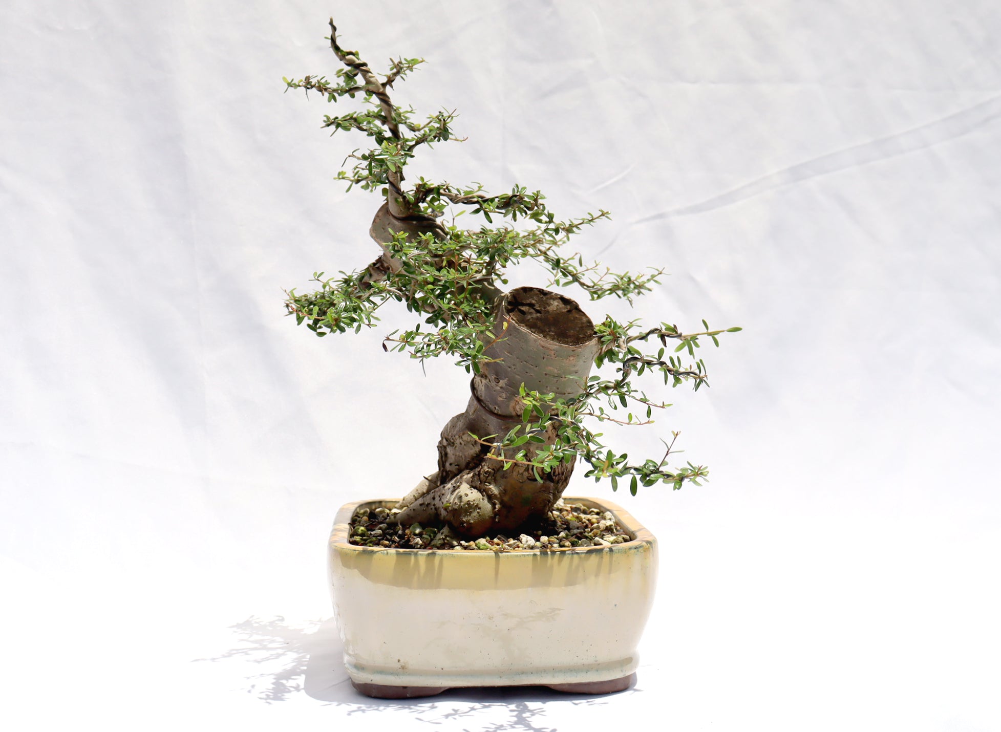 Neea Buxifolia in a Glazed Container