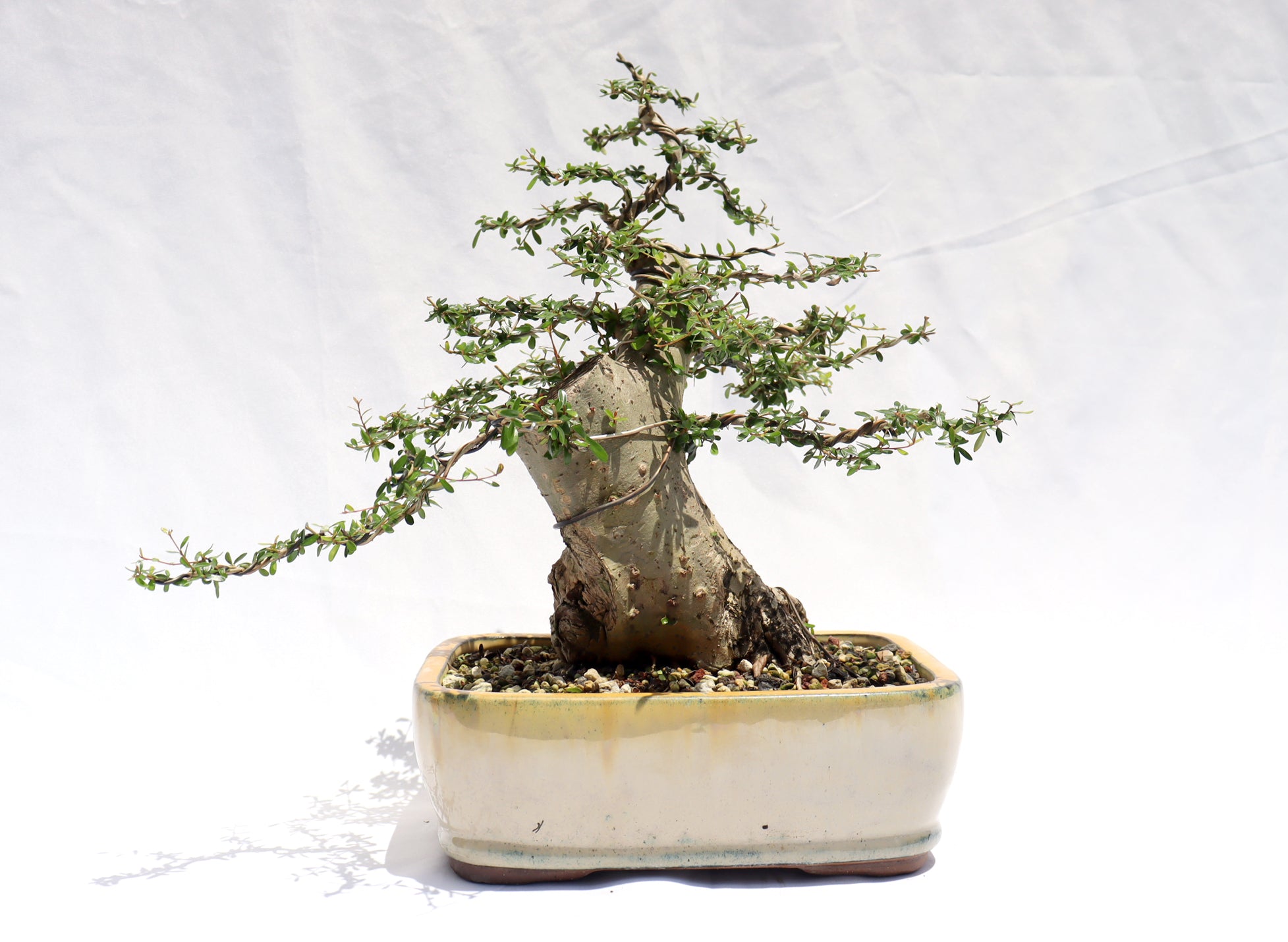 Neea Buxifolia in a Glazed Container