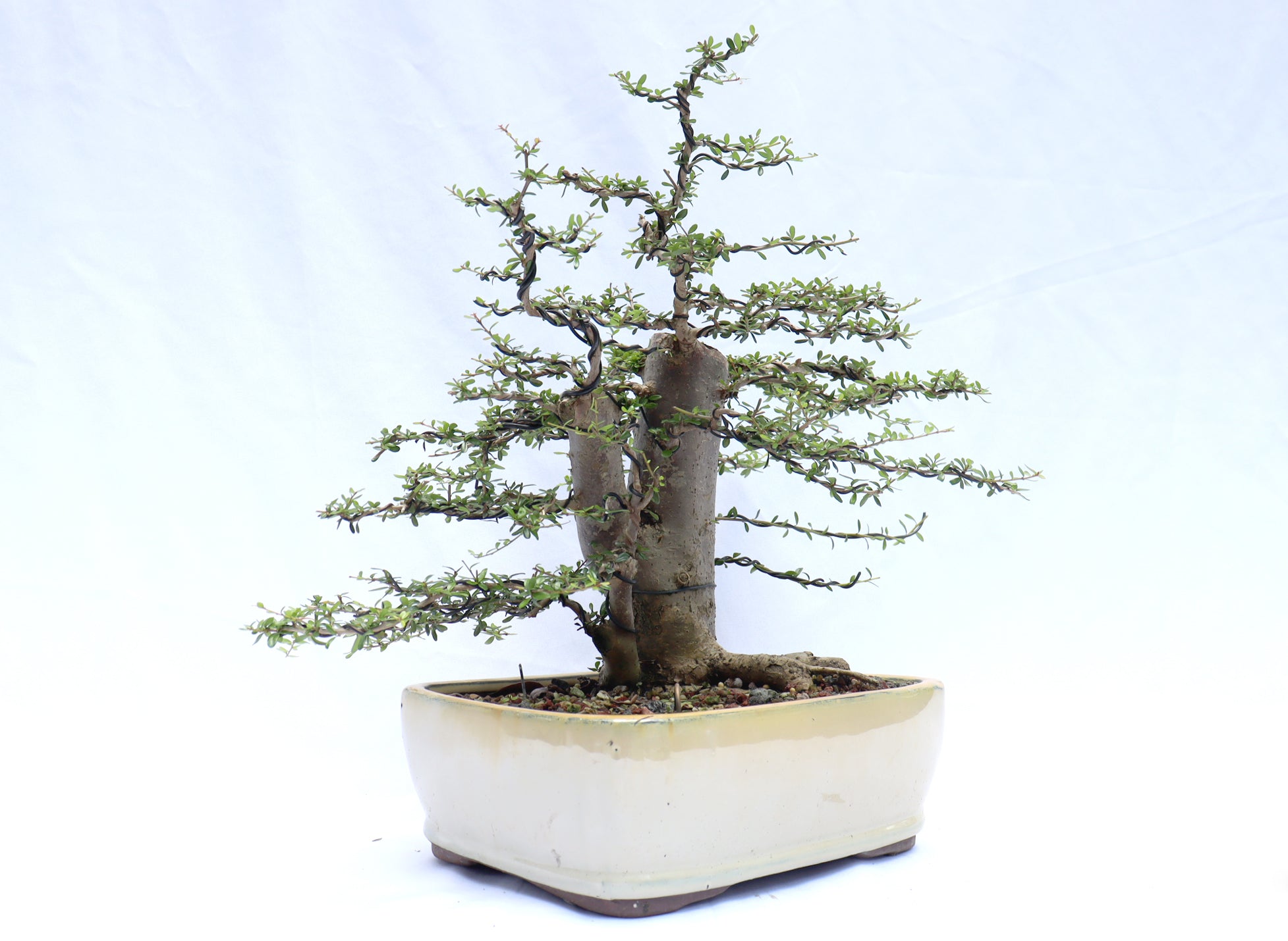 Neea Buxifolia in a Glazed Container