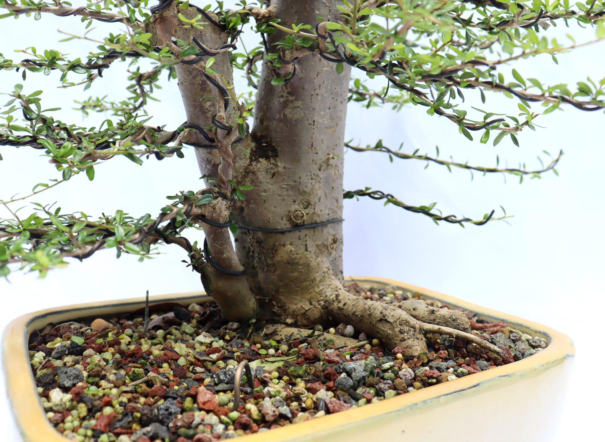 Neea Buxifolia in a Glazed Container
