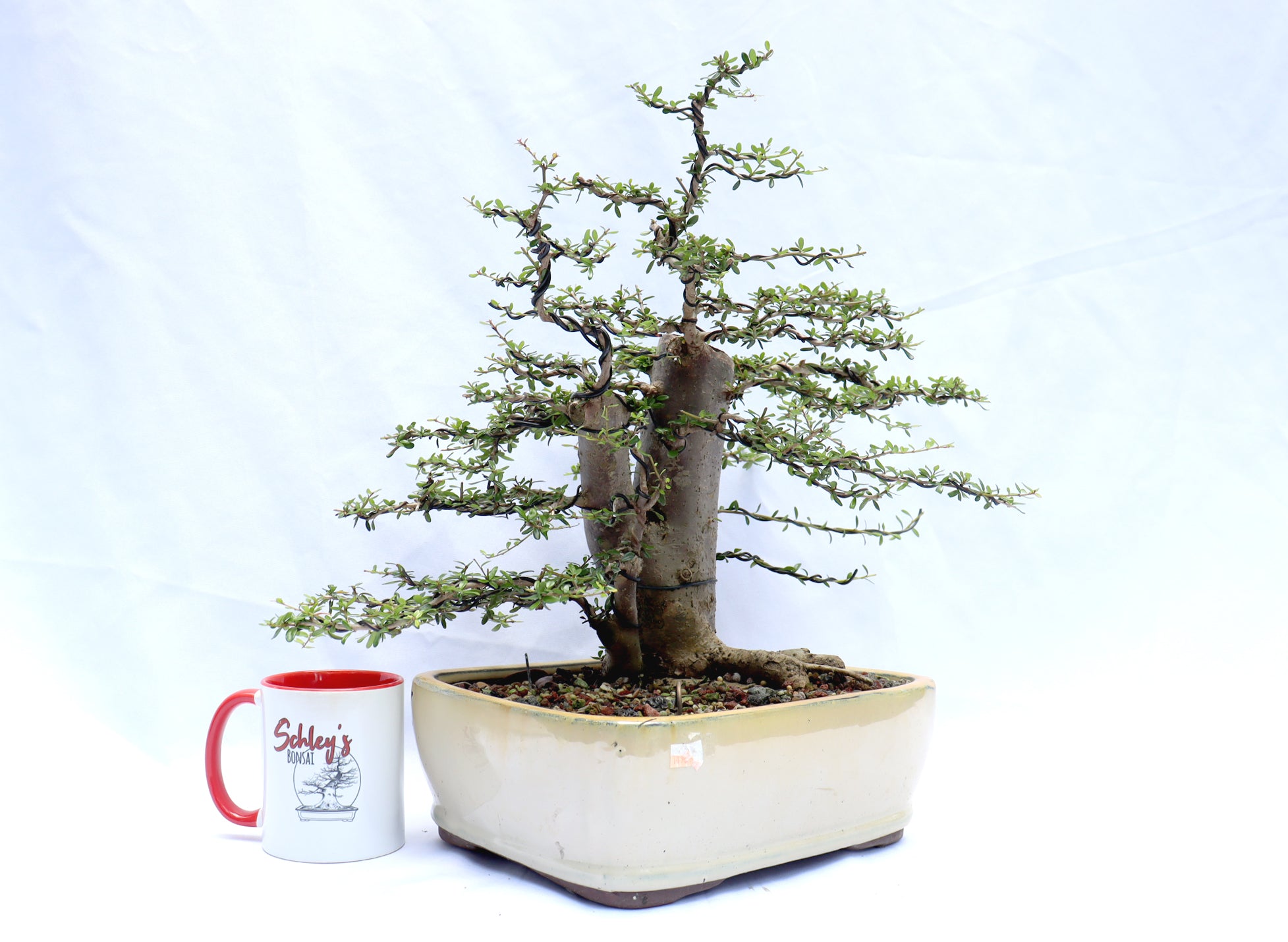 Neea Buxifolia in a Glazed Container