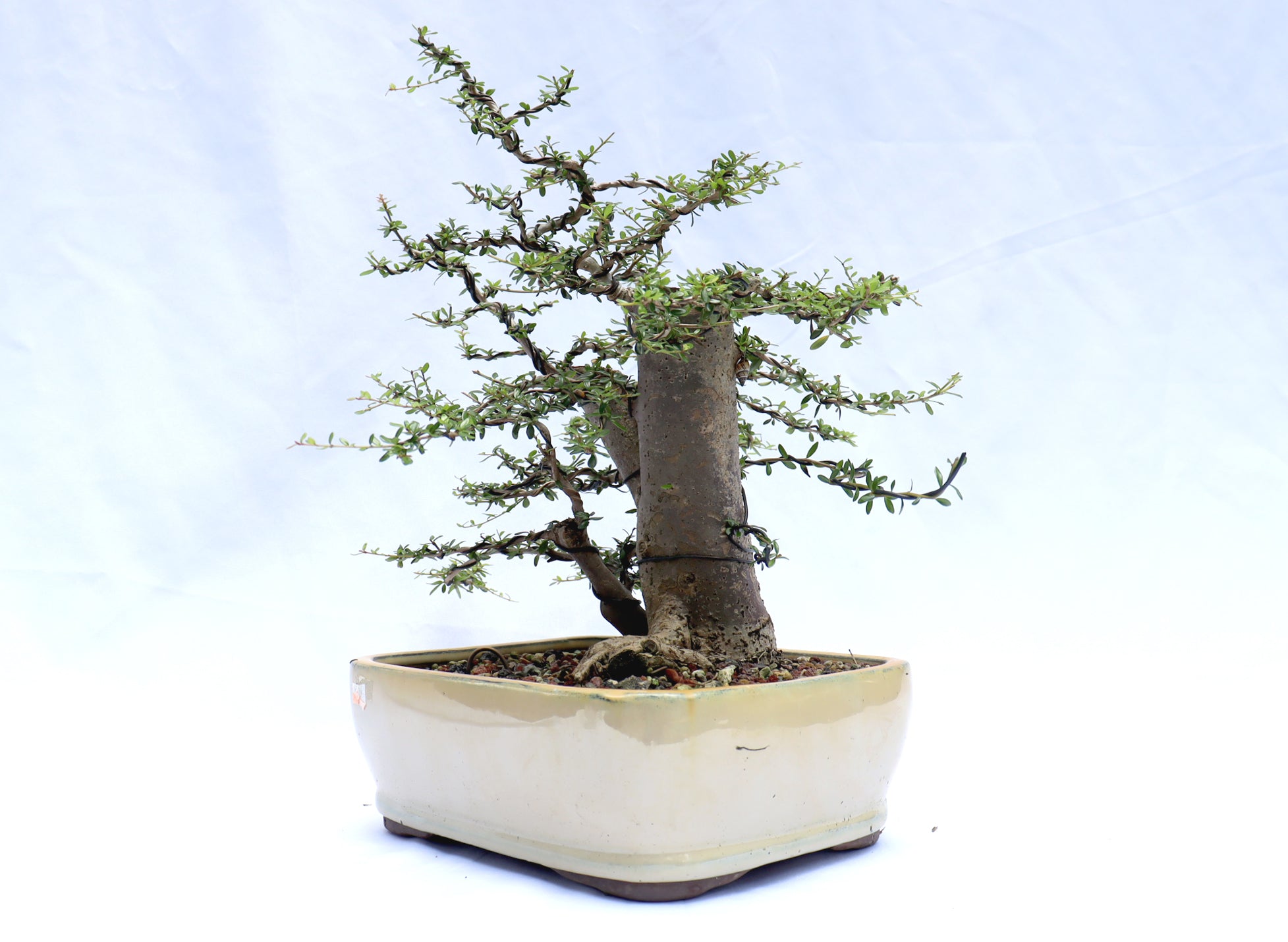 Neea Buxifolia in a Glazed Container