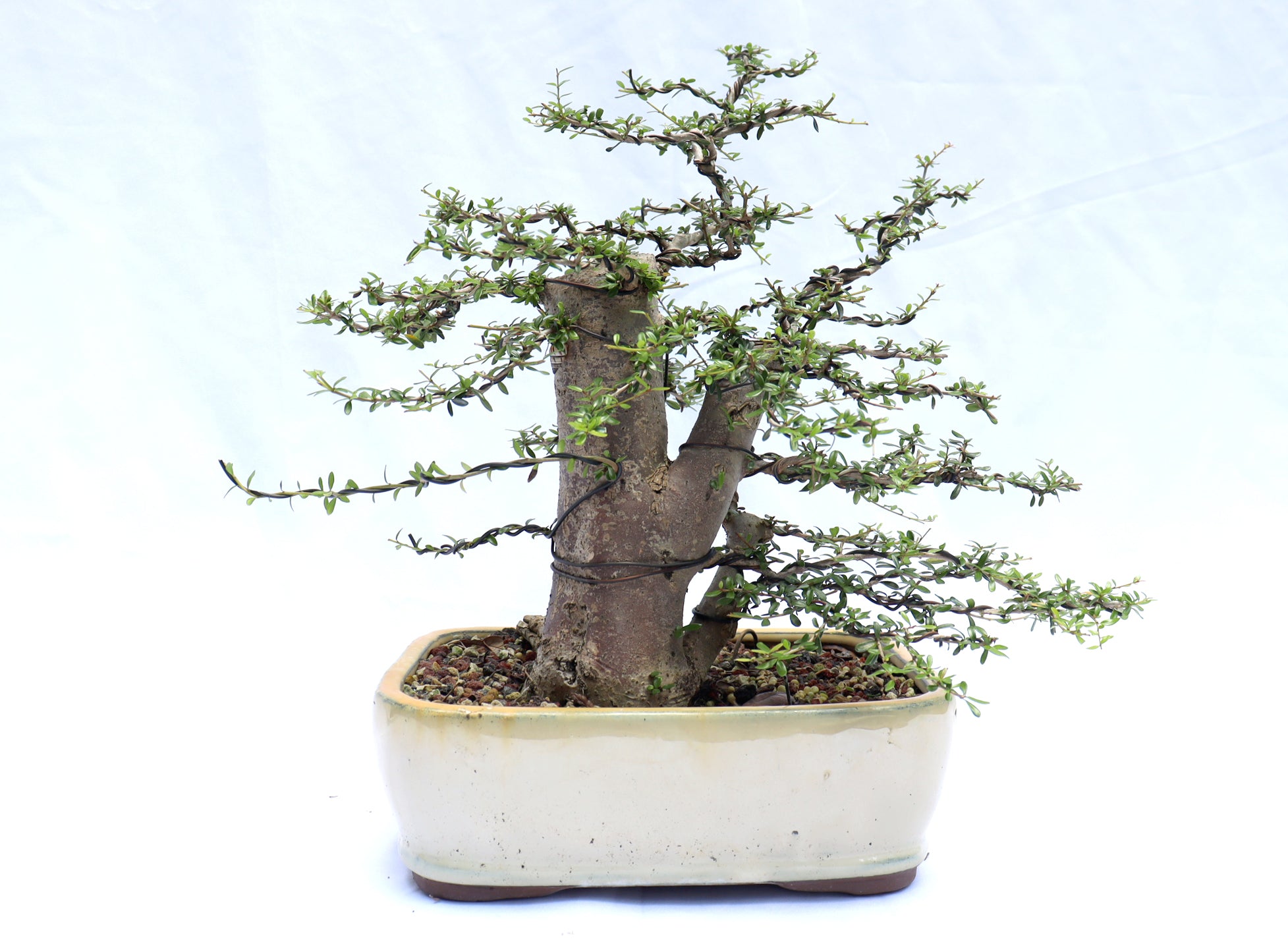 Neea Buxifolia in a Glazed Container