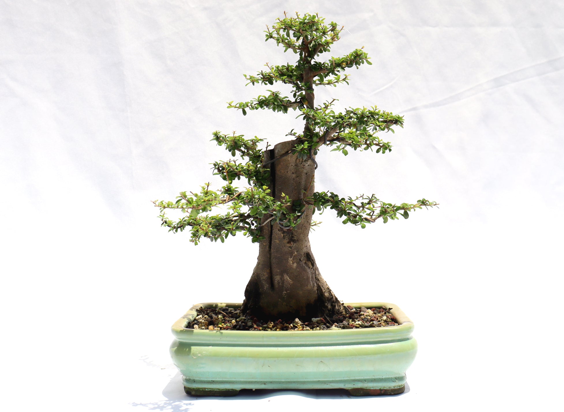 Neea Buxifolia in a Glazed Container