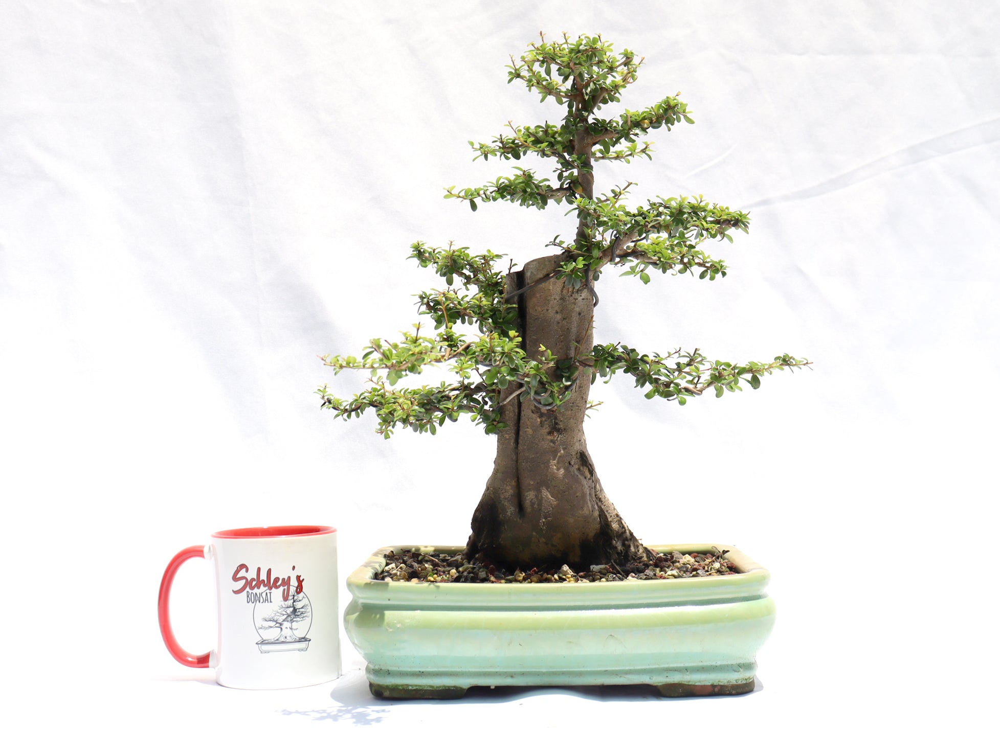 Neea Buxifolia in a Glazed Container