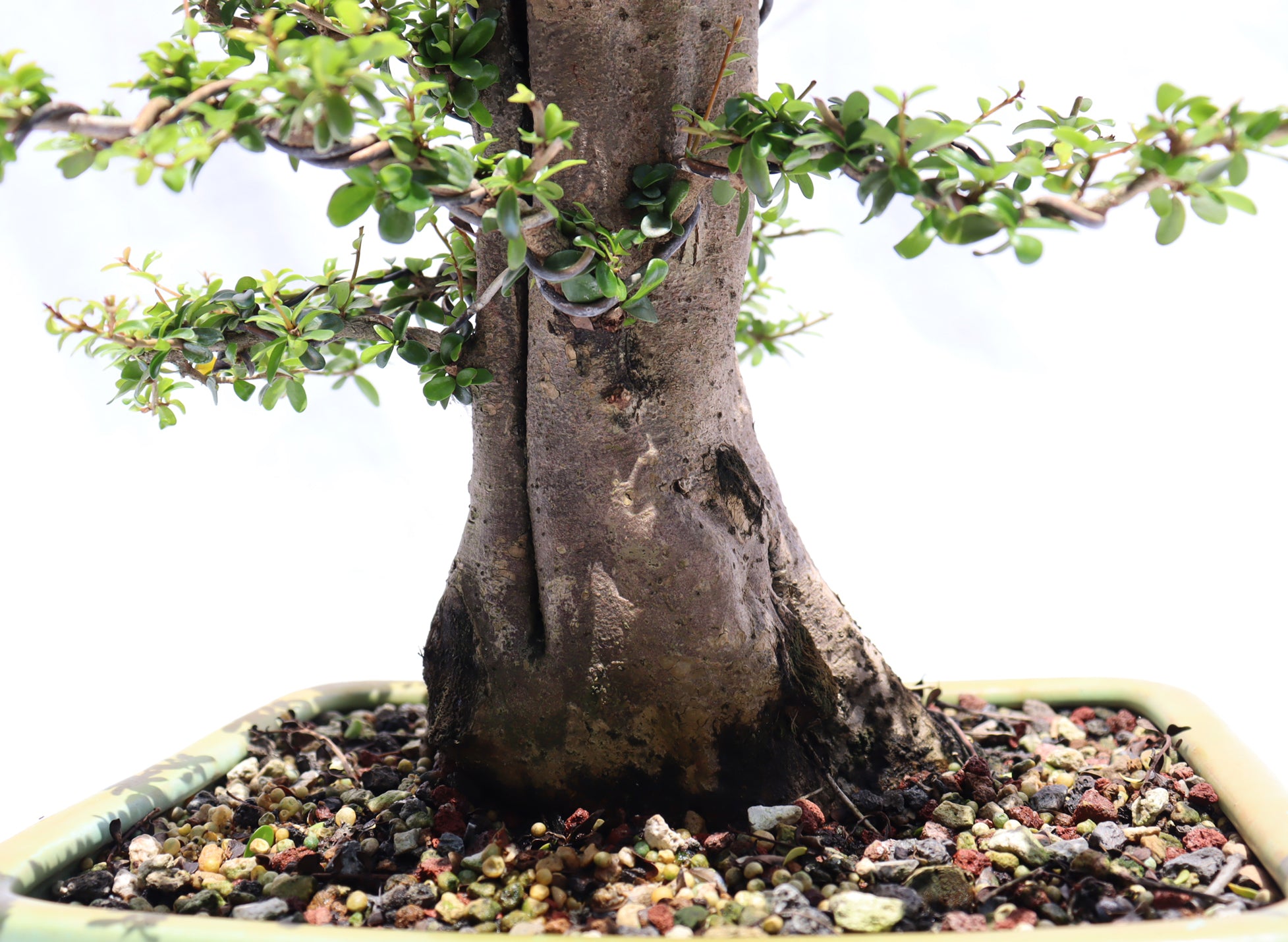 Neea Buxifolia in a Glazed Container