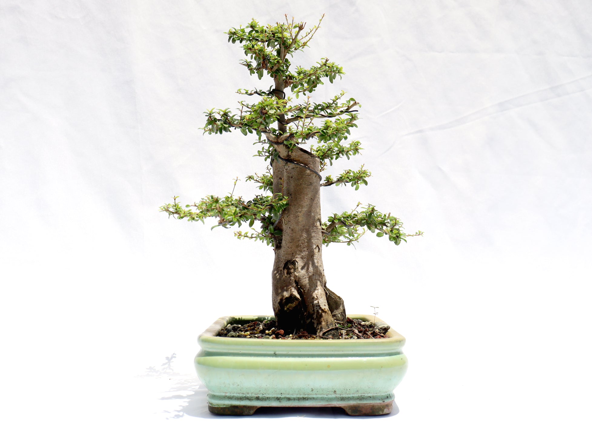Neea Buxifolia in a Glazed Container
