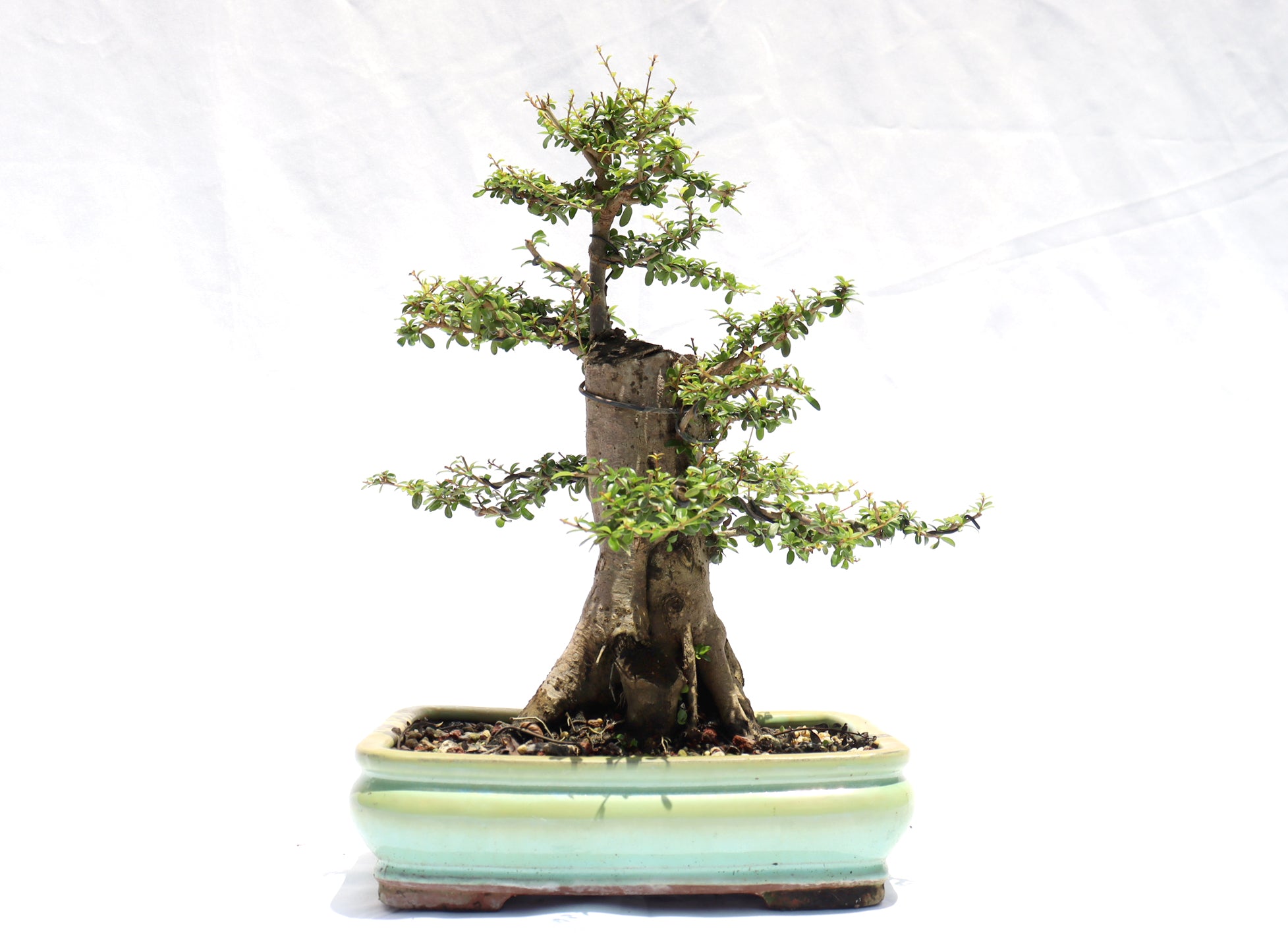 Neea Buxifolia in a Glazed Container