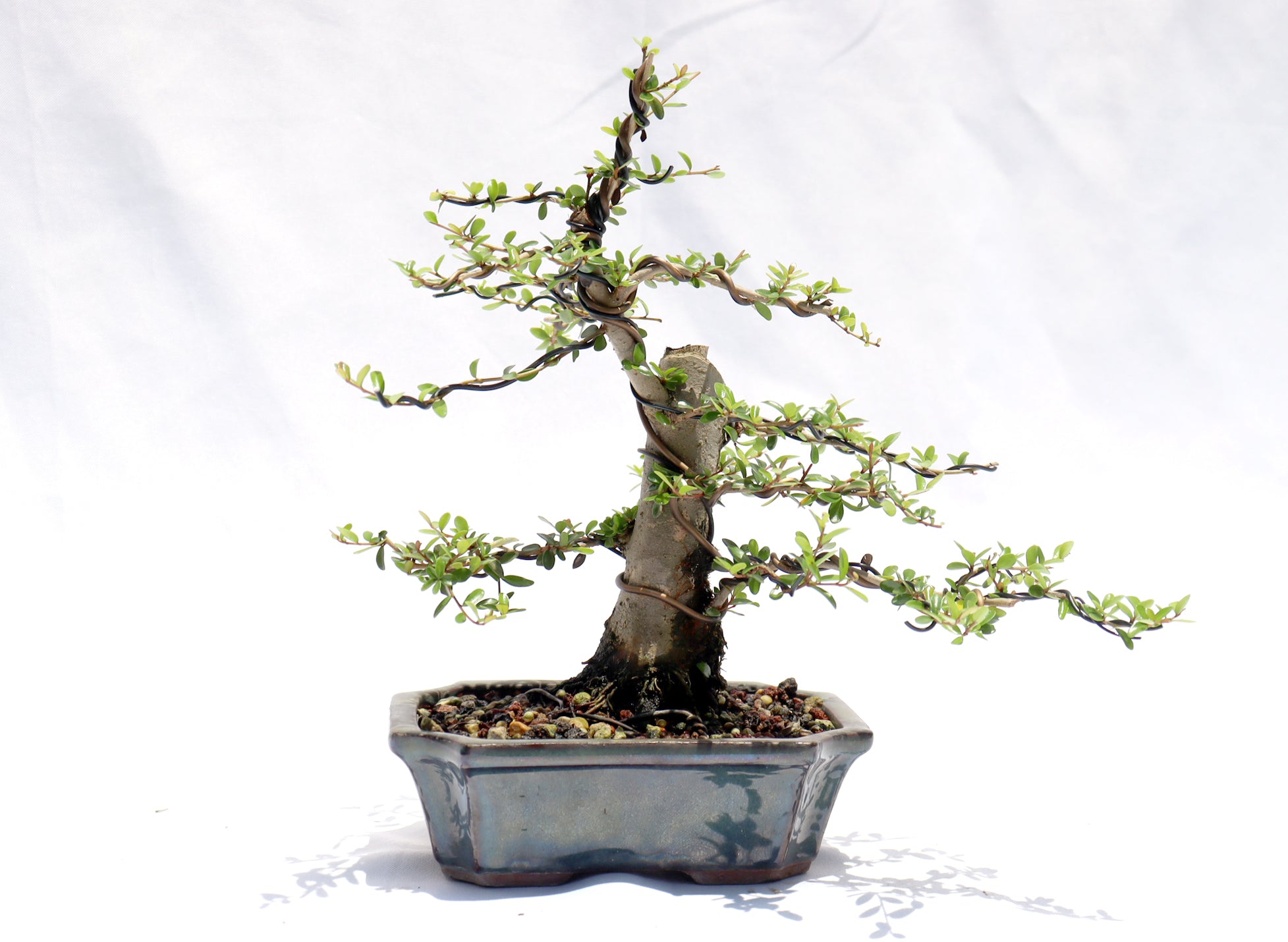 Neea Buxifolia in a Glazed Container