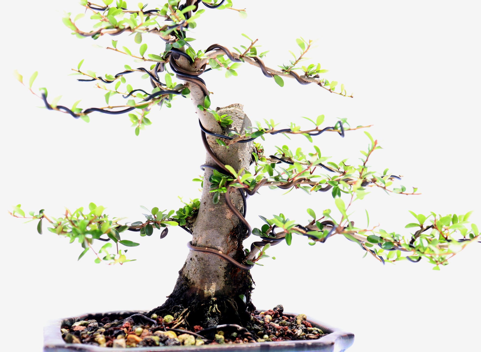 Neea Buxifolia in a Glazed Container